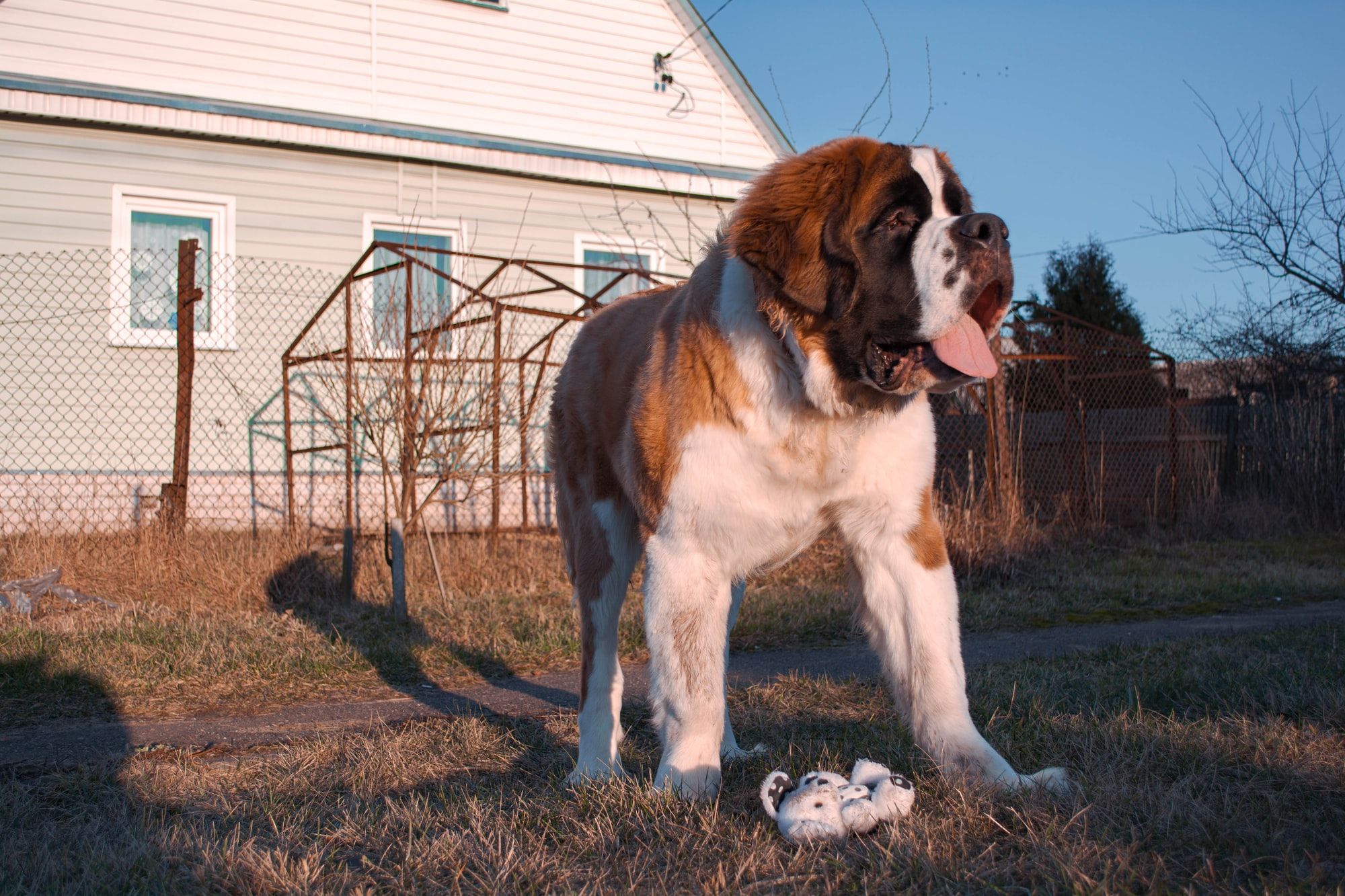 Dog Height: Understanding Size Ranges for Your Favorite Breeds