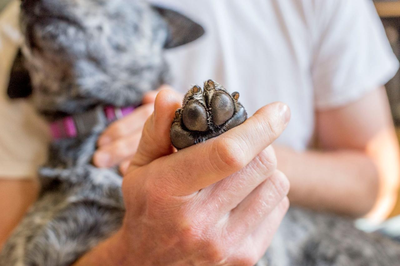 DIY Paw Balm for Dogs: Protect Your Pet's Paws