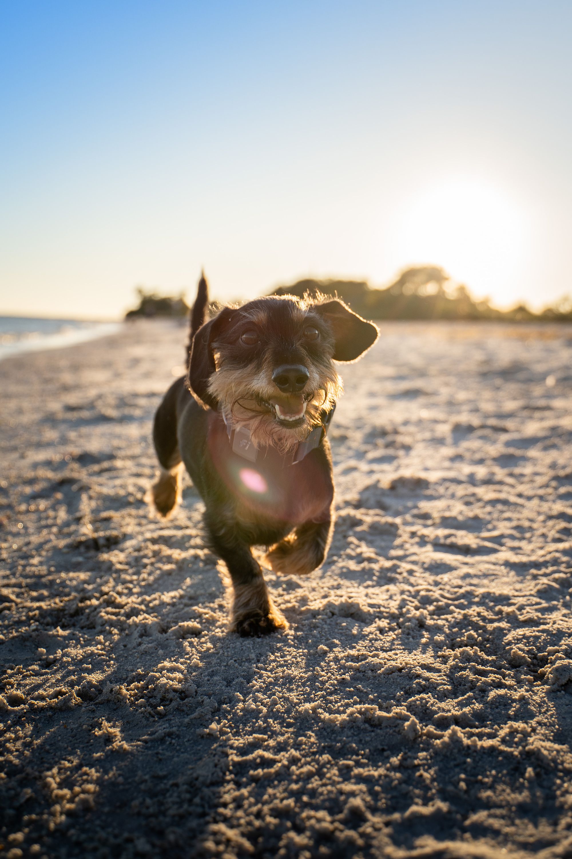 Reasons Why It’s Important To Exercise Your Dog