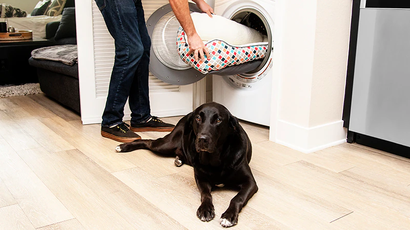 cleaning a dog bed