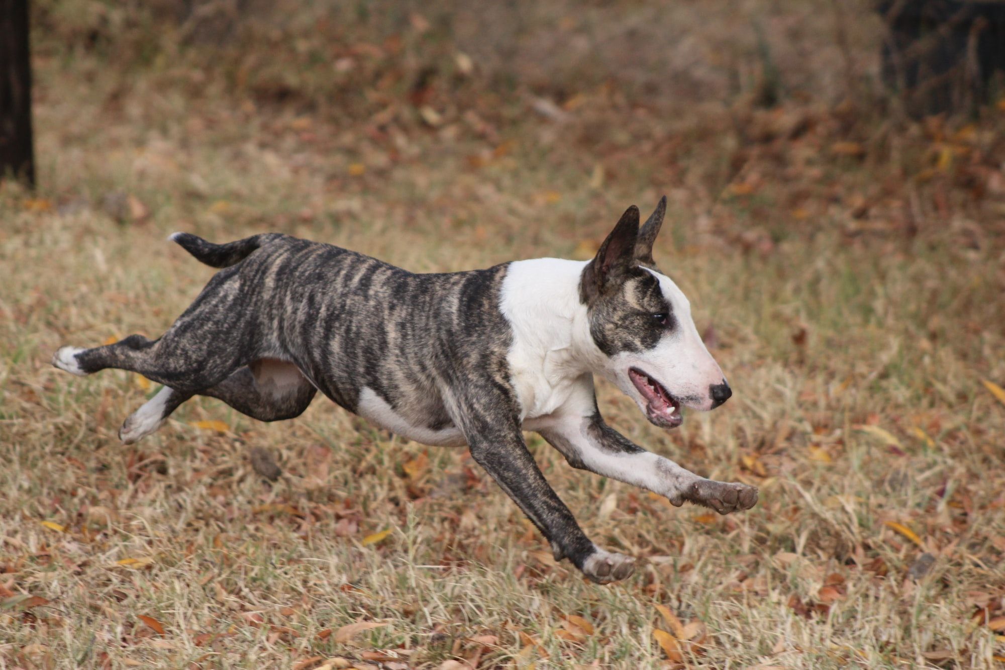 How Fast Can A Dog Run? What Breed Is The Fastest?