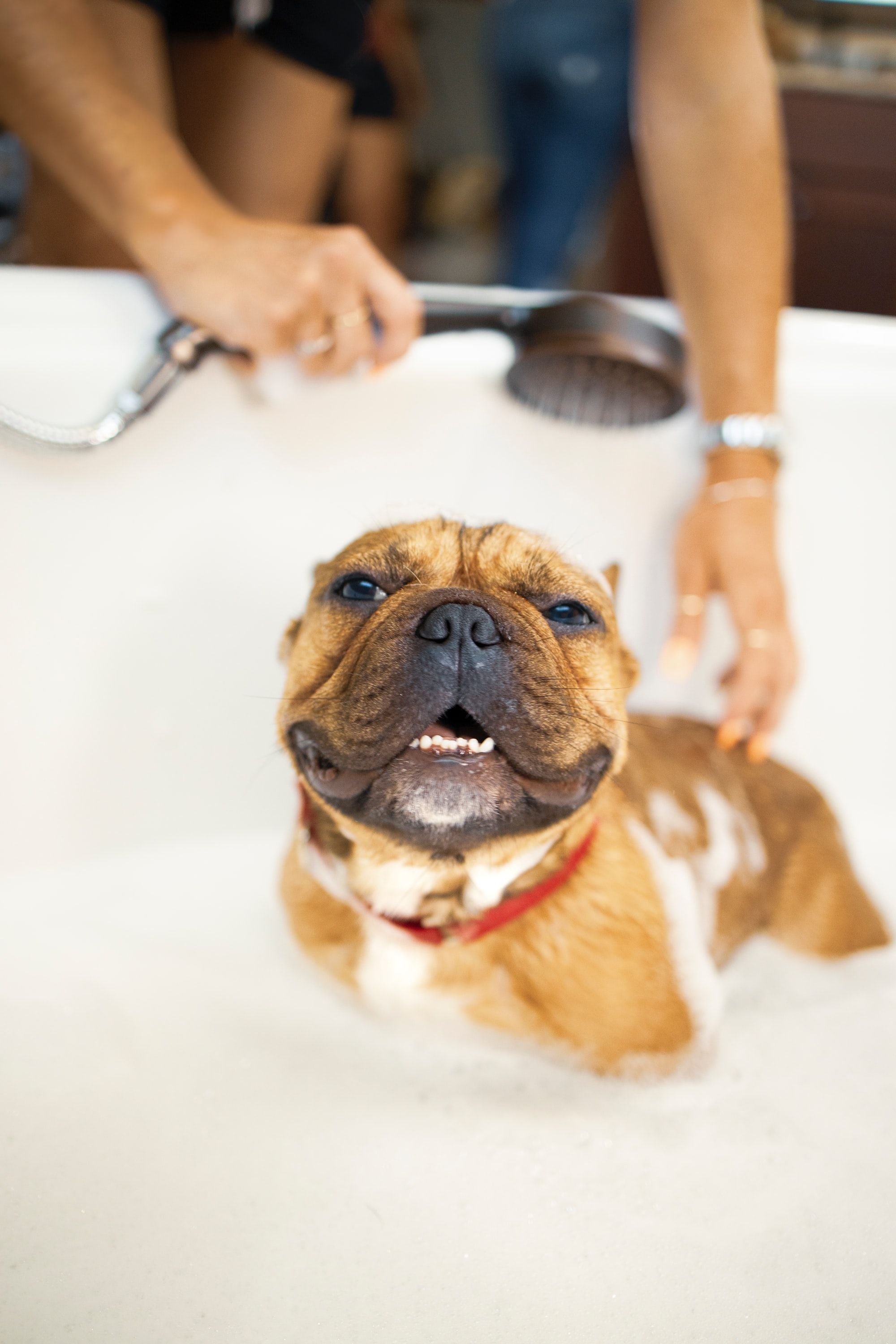 DIY Dog Shampoo That Even You Can Make!