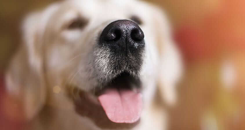 Is Your Dog's Nose Dry? 