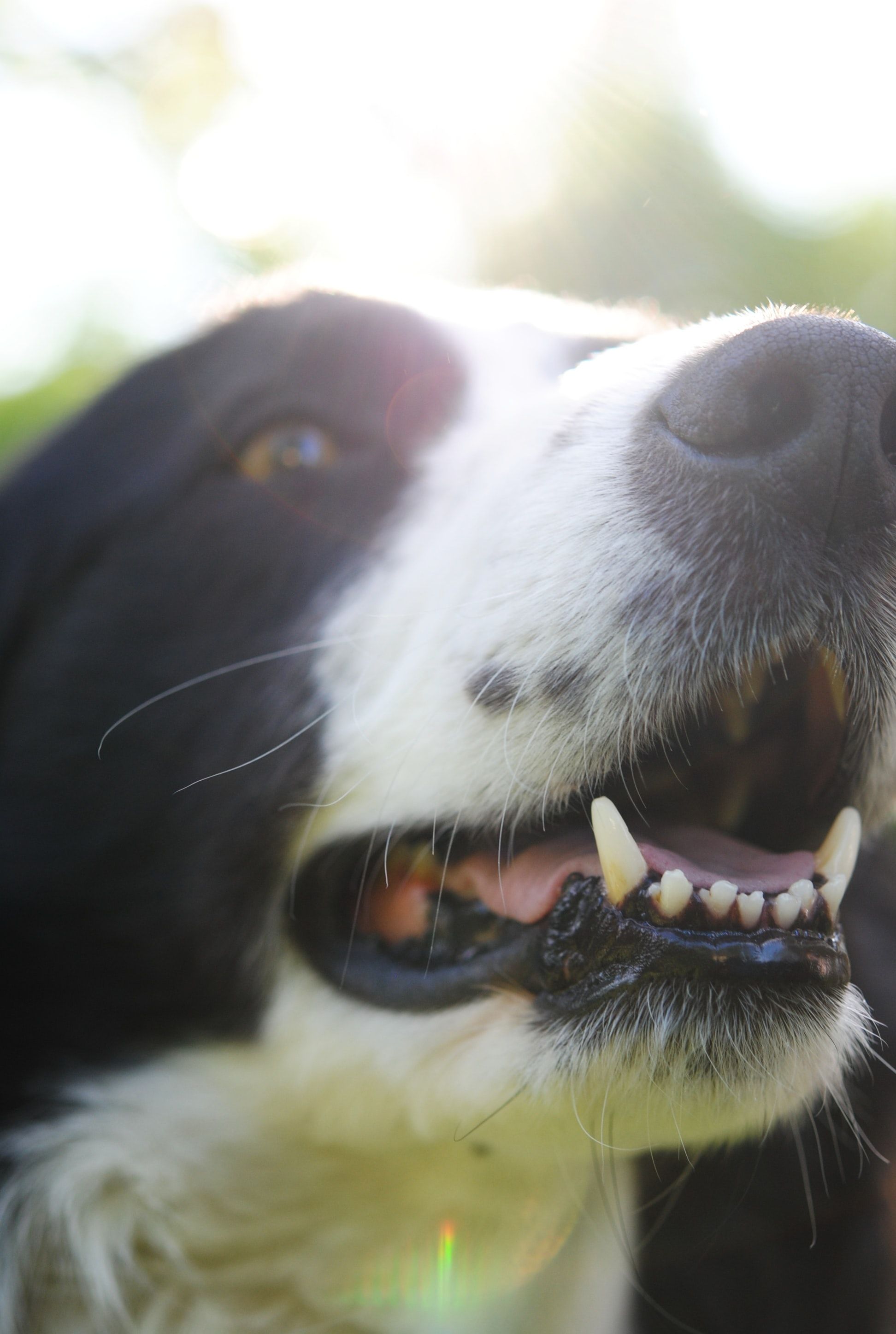 Dog Dental Health: Ask Dr. Jeff