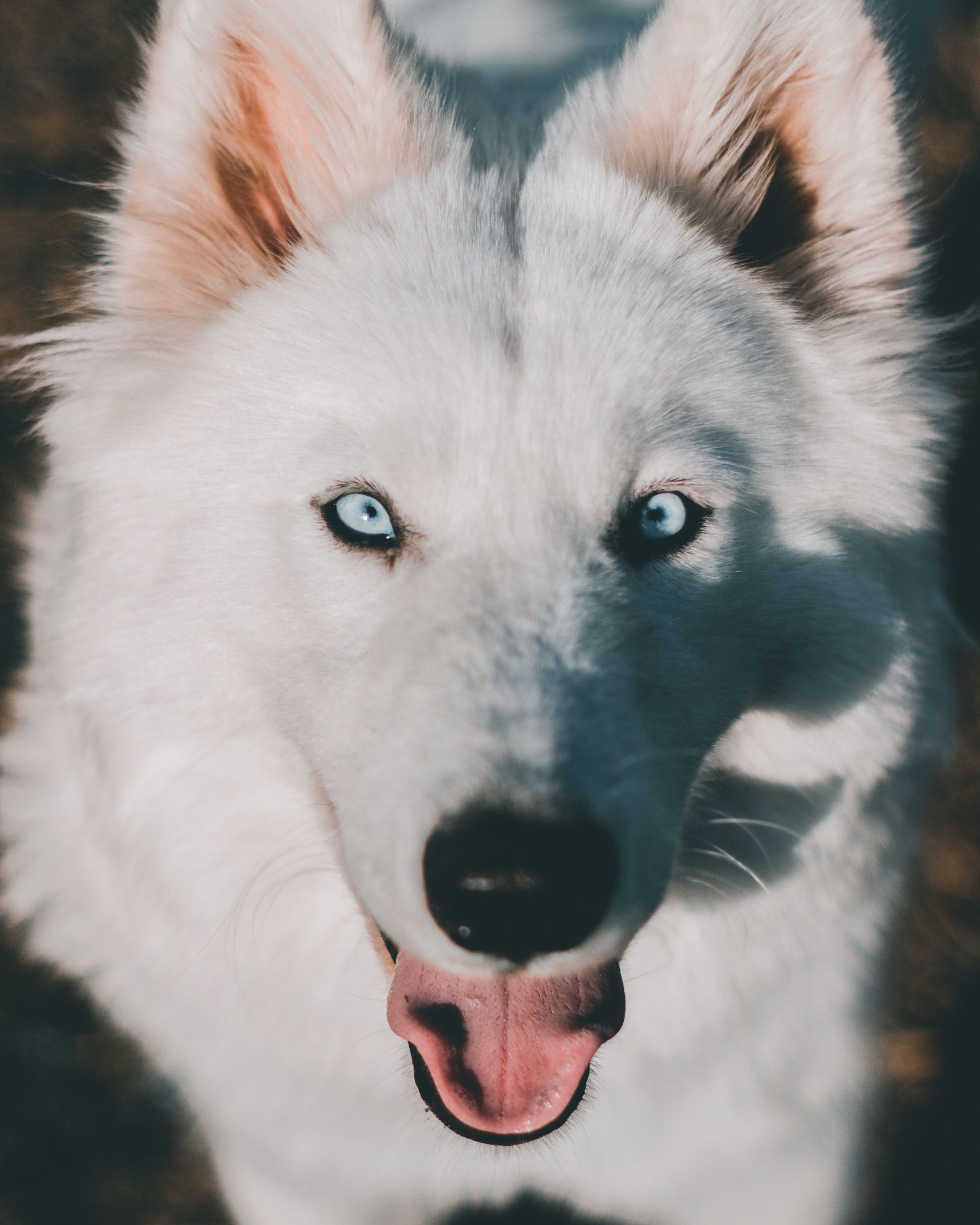 The Samoyed Husky Mix: Temperament, Size and More