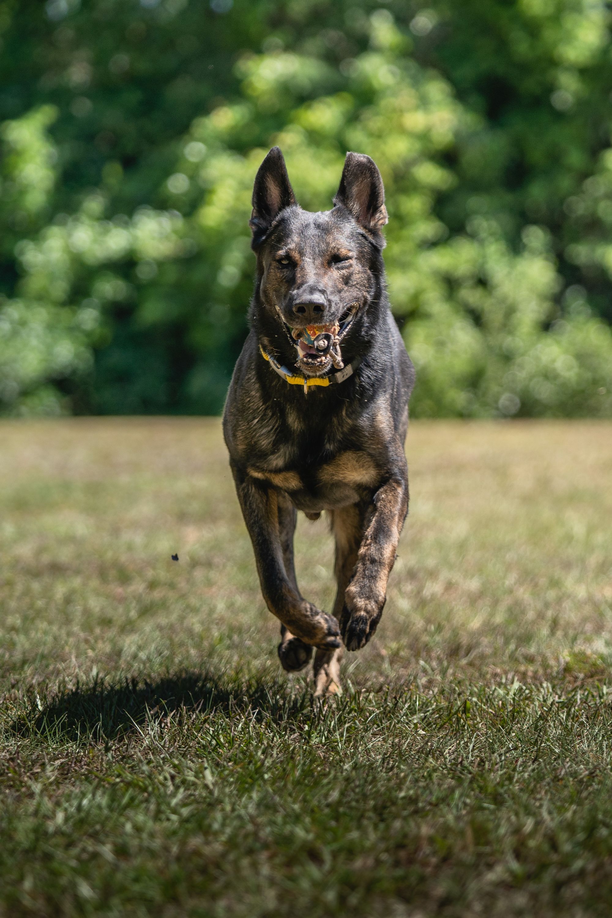 Dog Training With Or: Teach Your Dog To Walk Off Leash