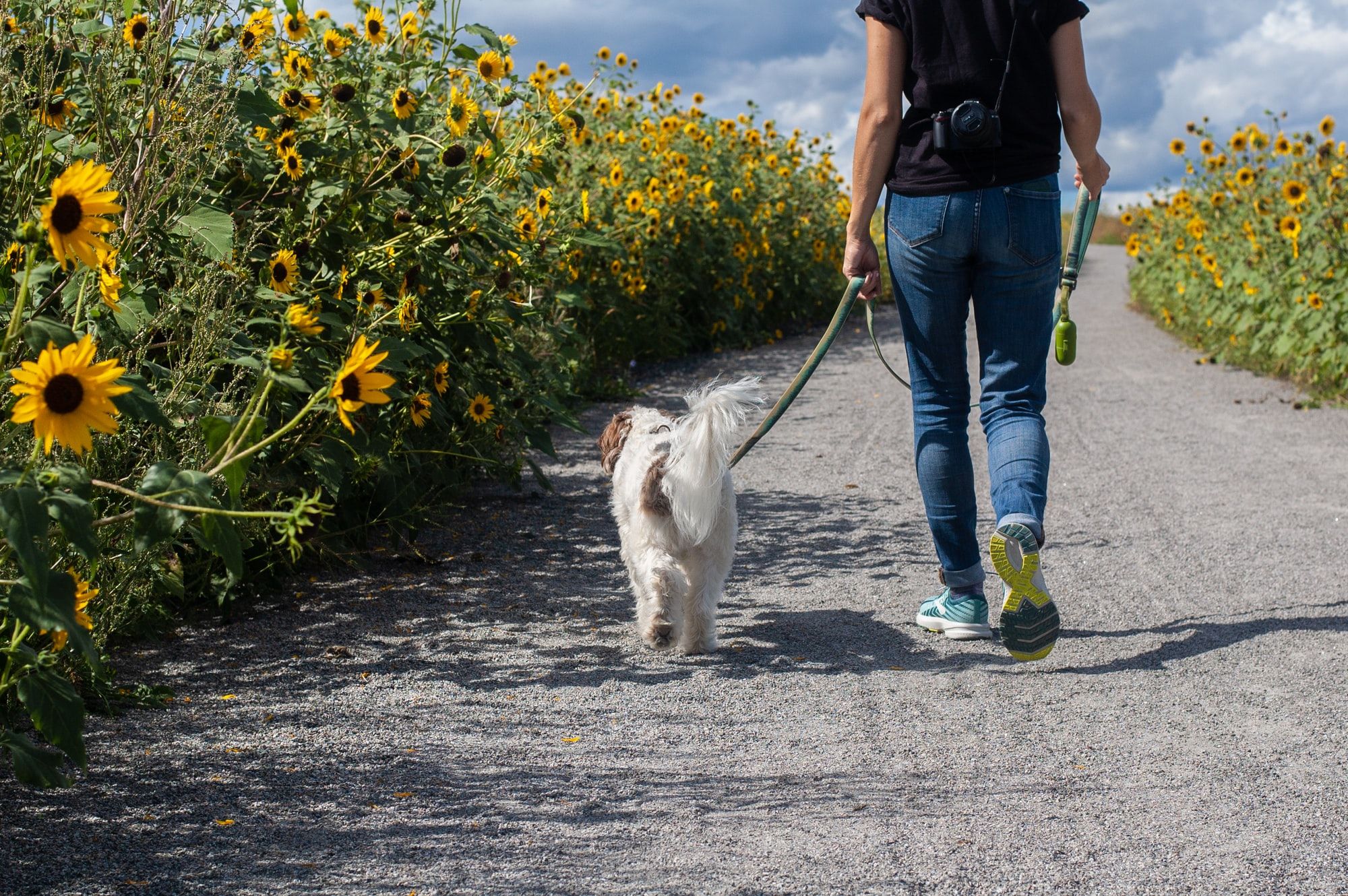 Dog Training: Teaching Loose Leash Walking