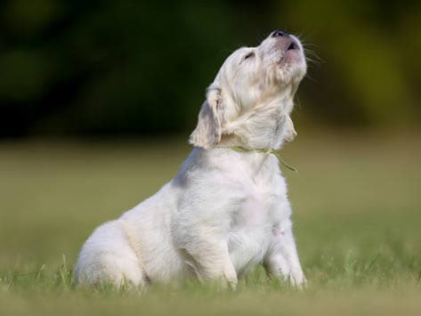 Do Dogs Sing? Why Do Dogs Howl When You Sing?