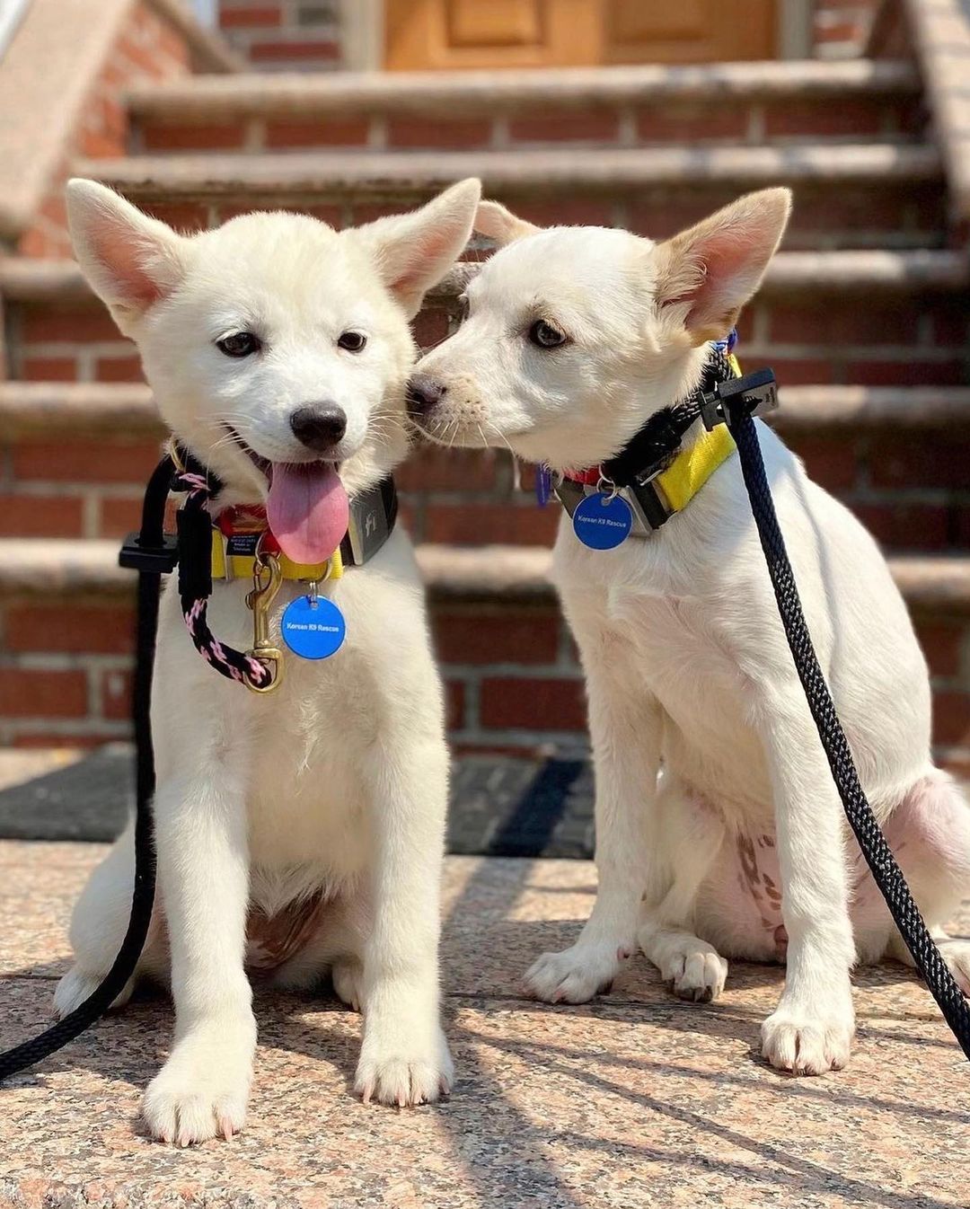 Rescue Partner Spotlight: Korean K9 Rescue