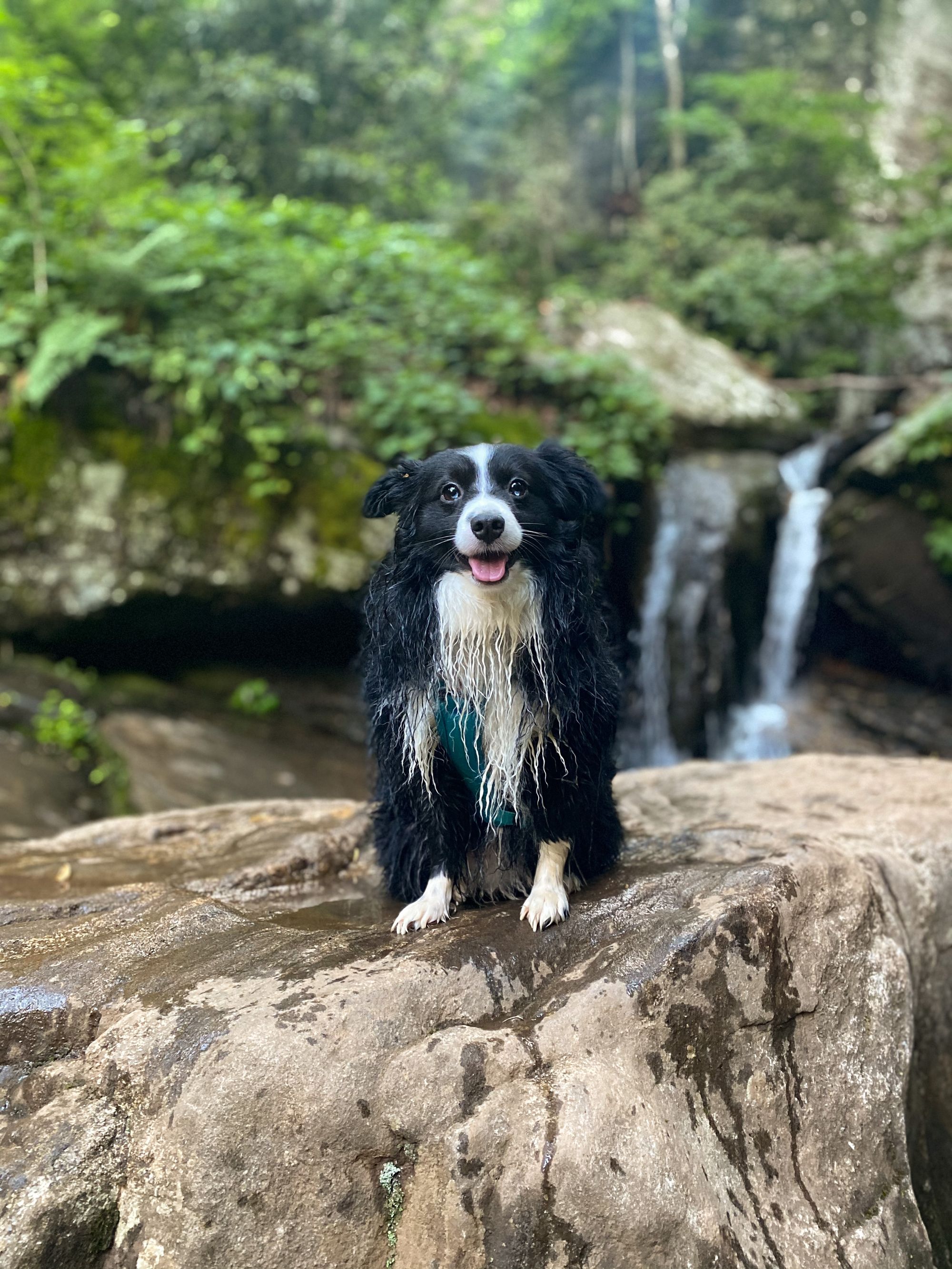 Fi Original Story: Jack's Great Escape