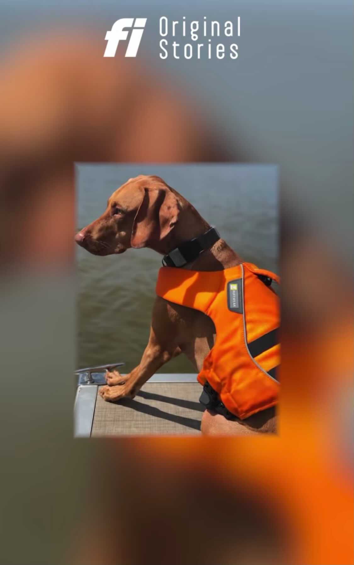 Fi Original Stories: Zoe