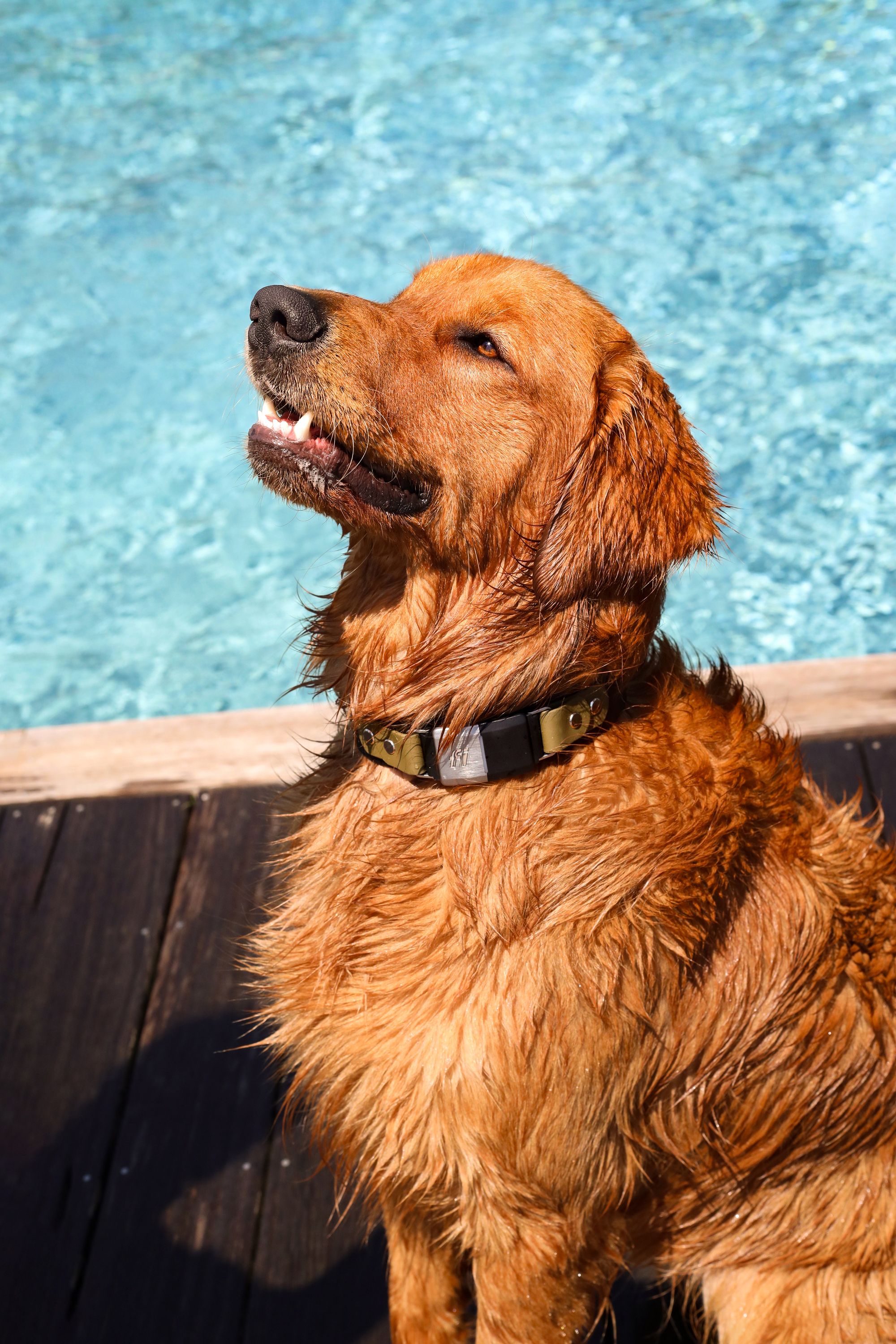 New Maker Alert: Contigo Dogs