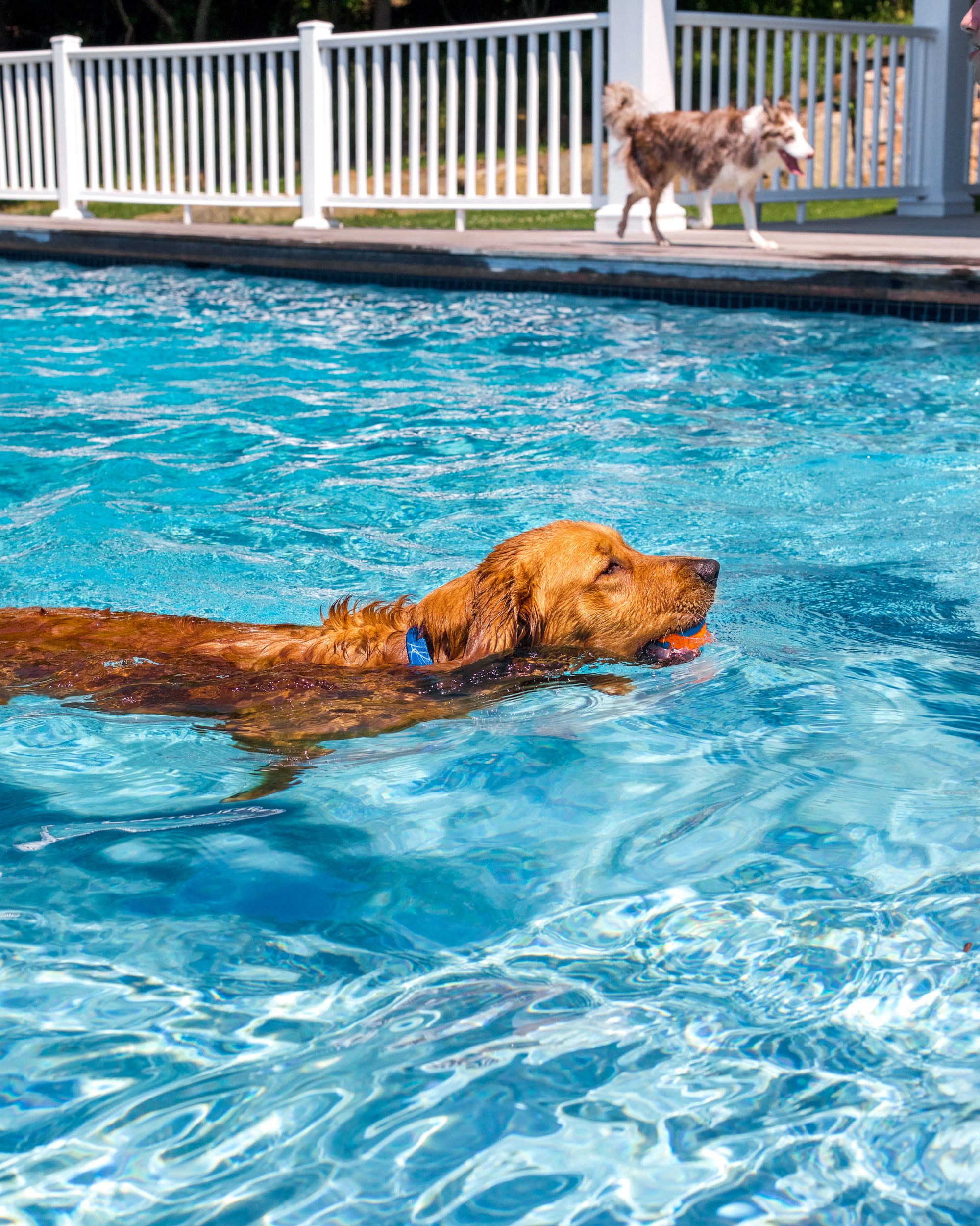 Dog Training With Or: Teach Your Dog To Swim