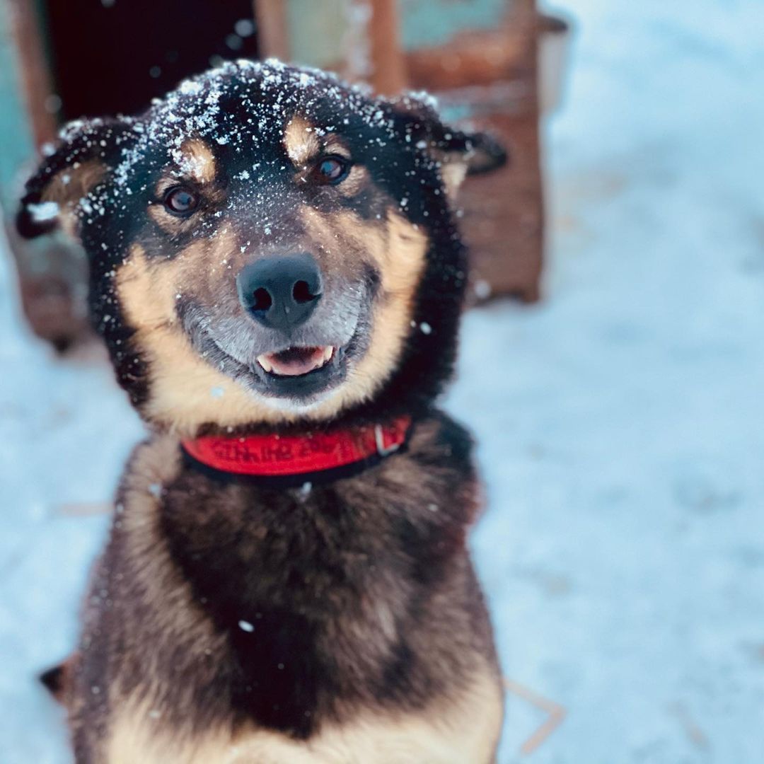 New Maker Alert: Elite Dog Gear