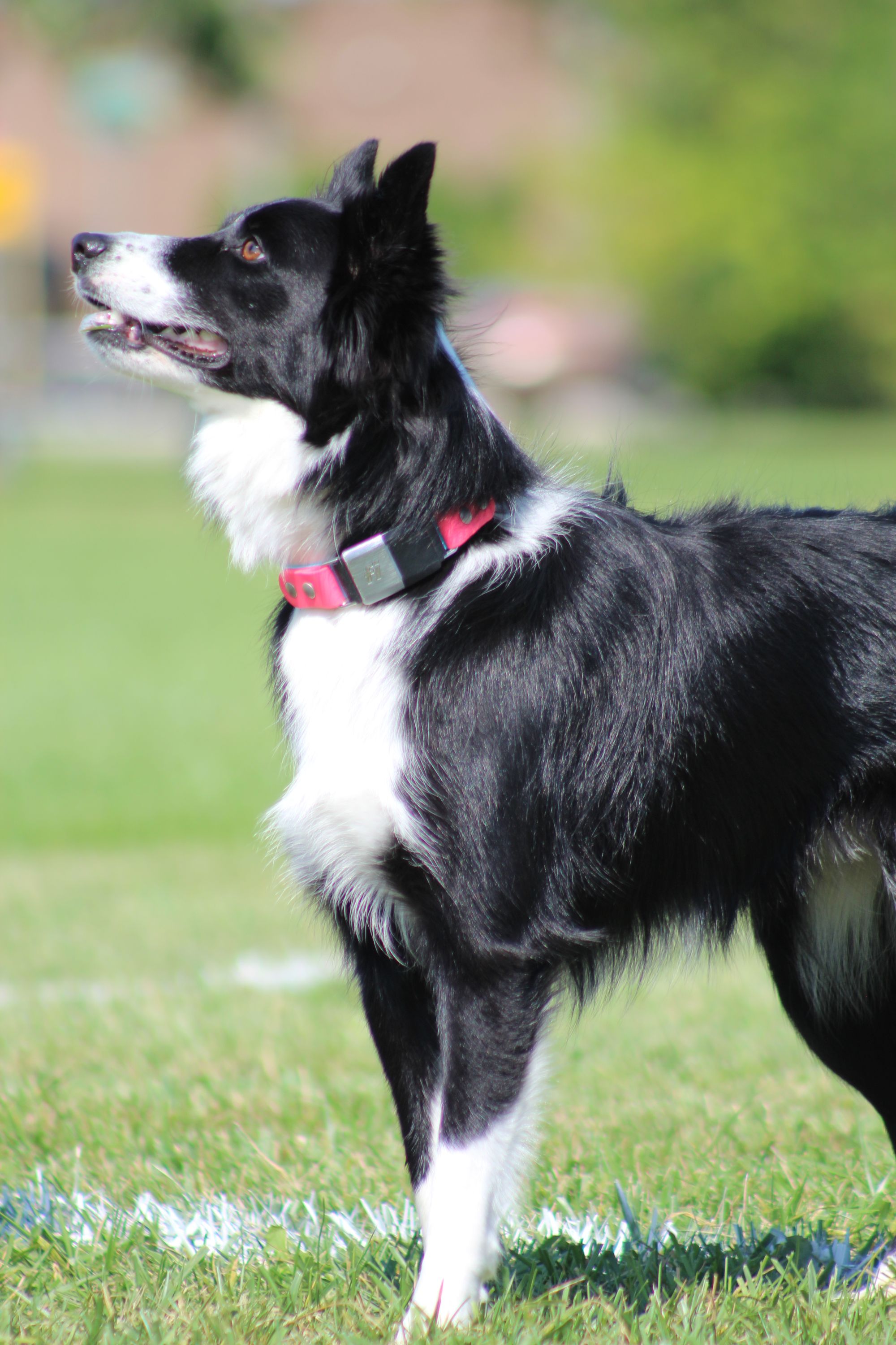 New Maker Alert: Four Black Paws