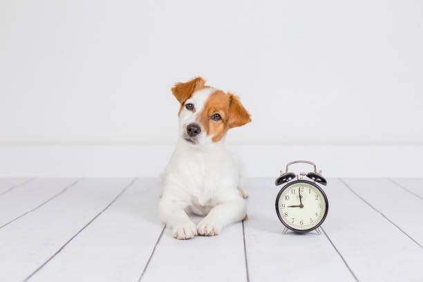 Can Dogs Tell Time? The Truth About Canine Time Perception