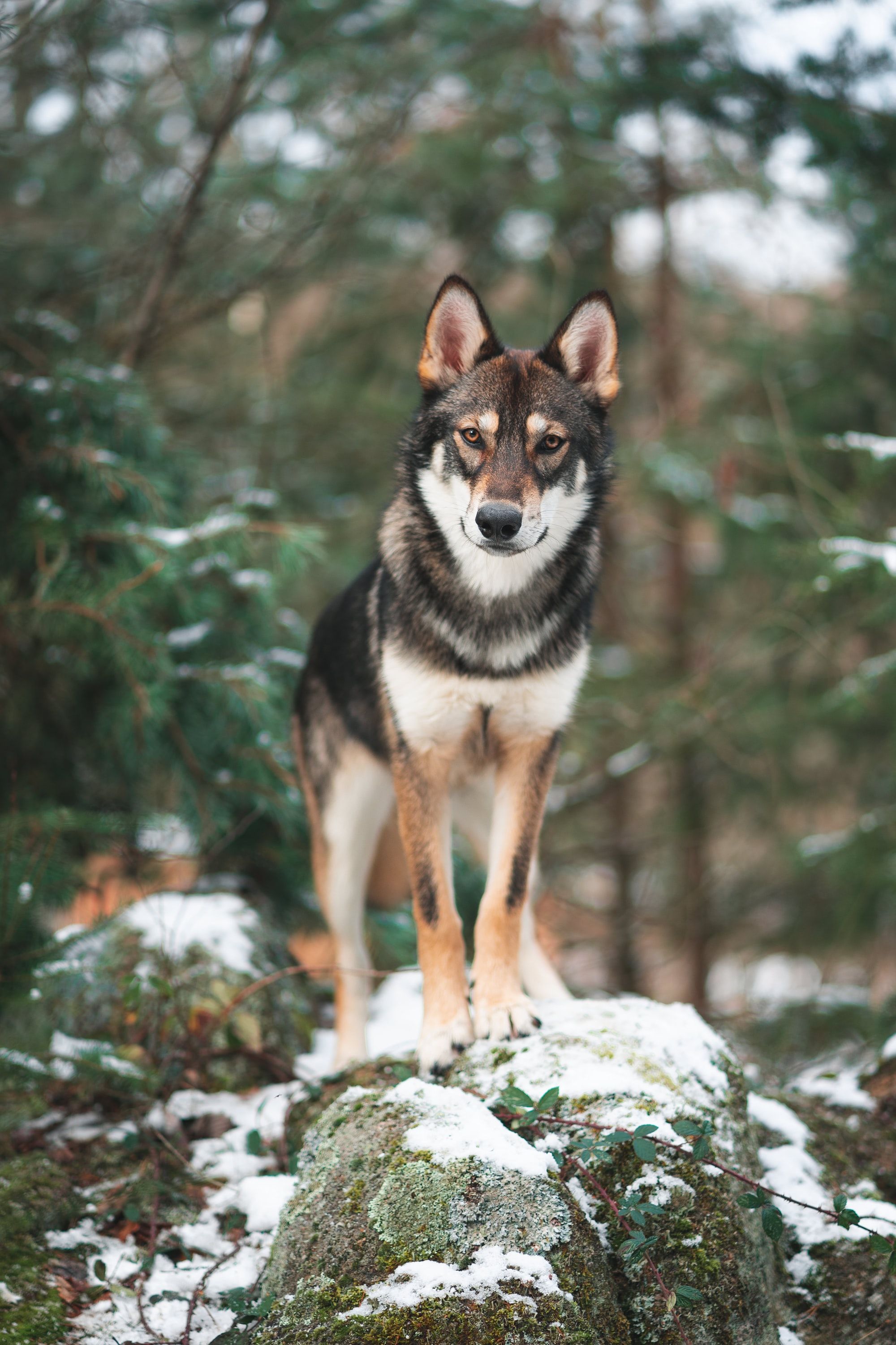 Can Dogs Understand Wolves & Coyotes?