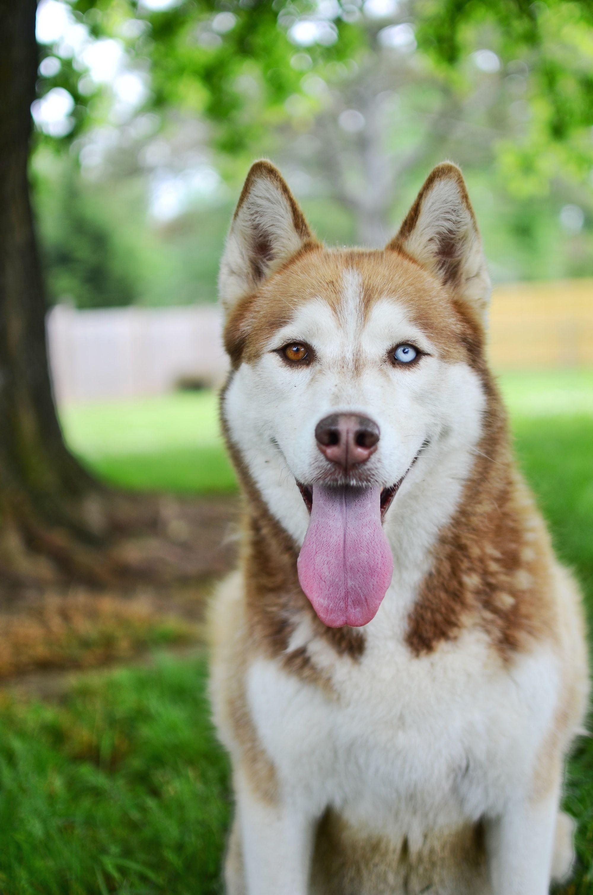 Are Huskies Good with Kids