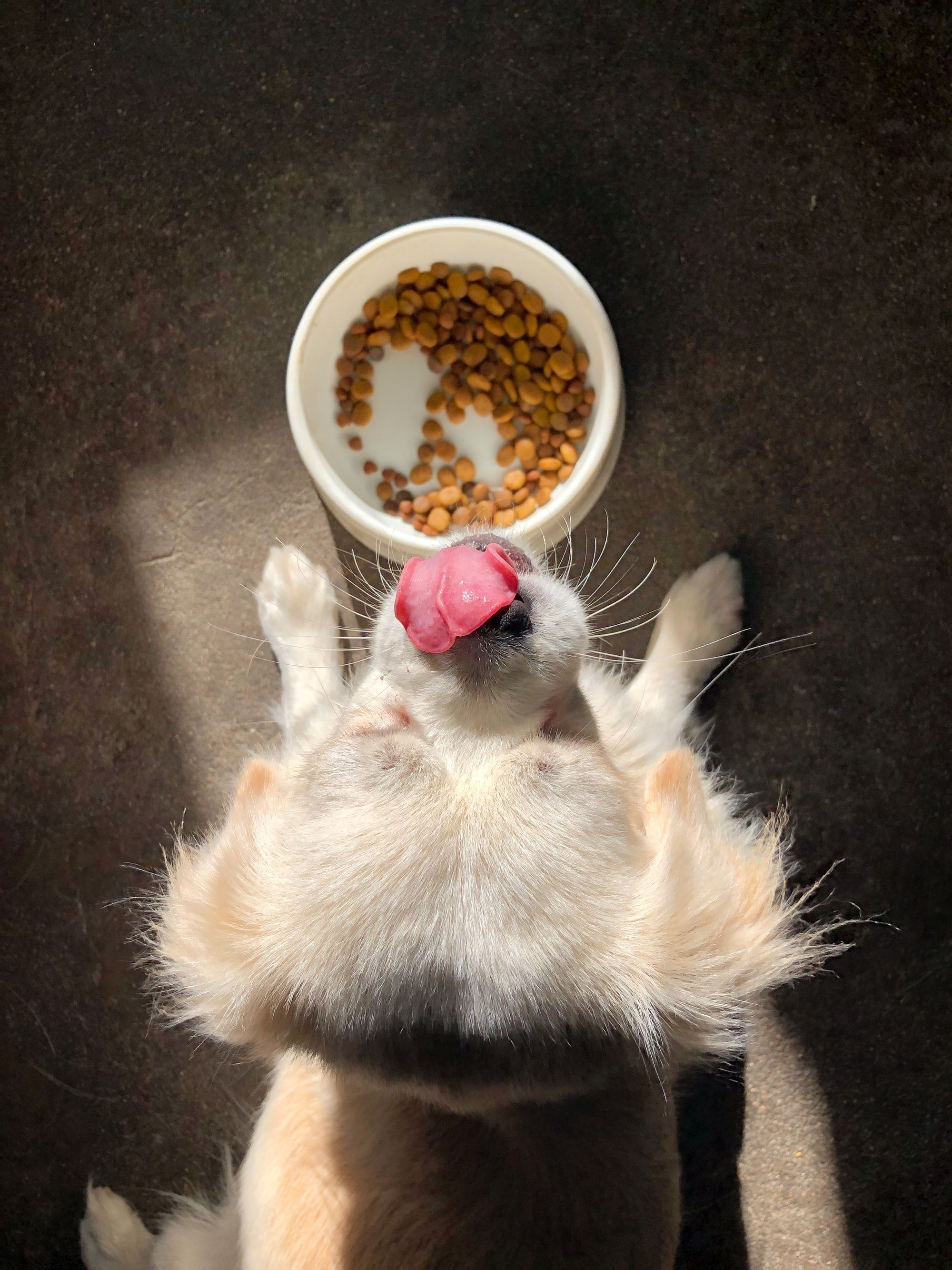 Our List Of The Best High Fiber Dog Foods.