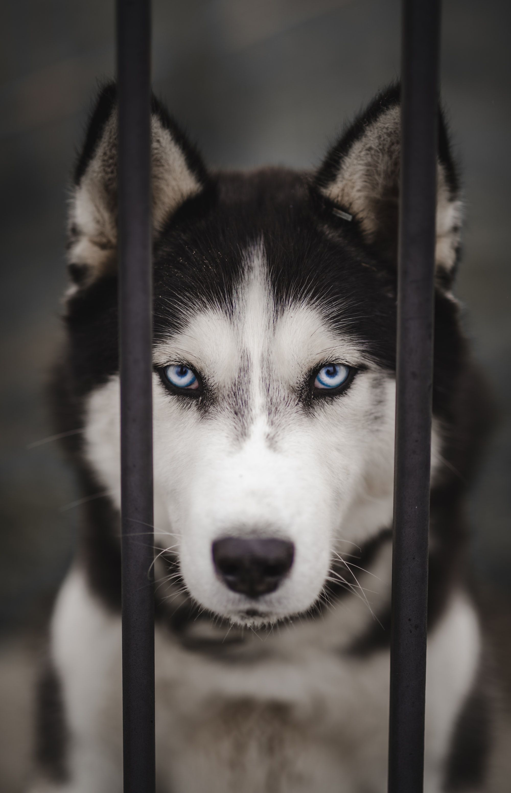 Are Huskies Good Guard Dogs