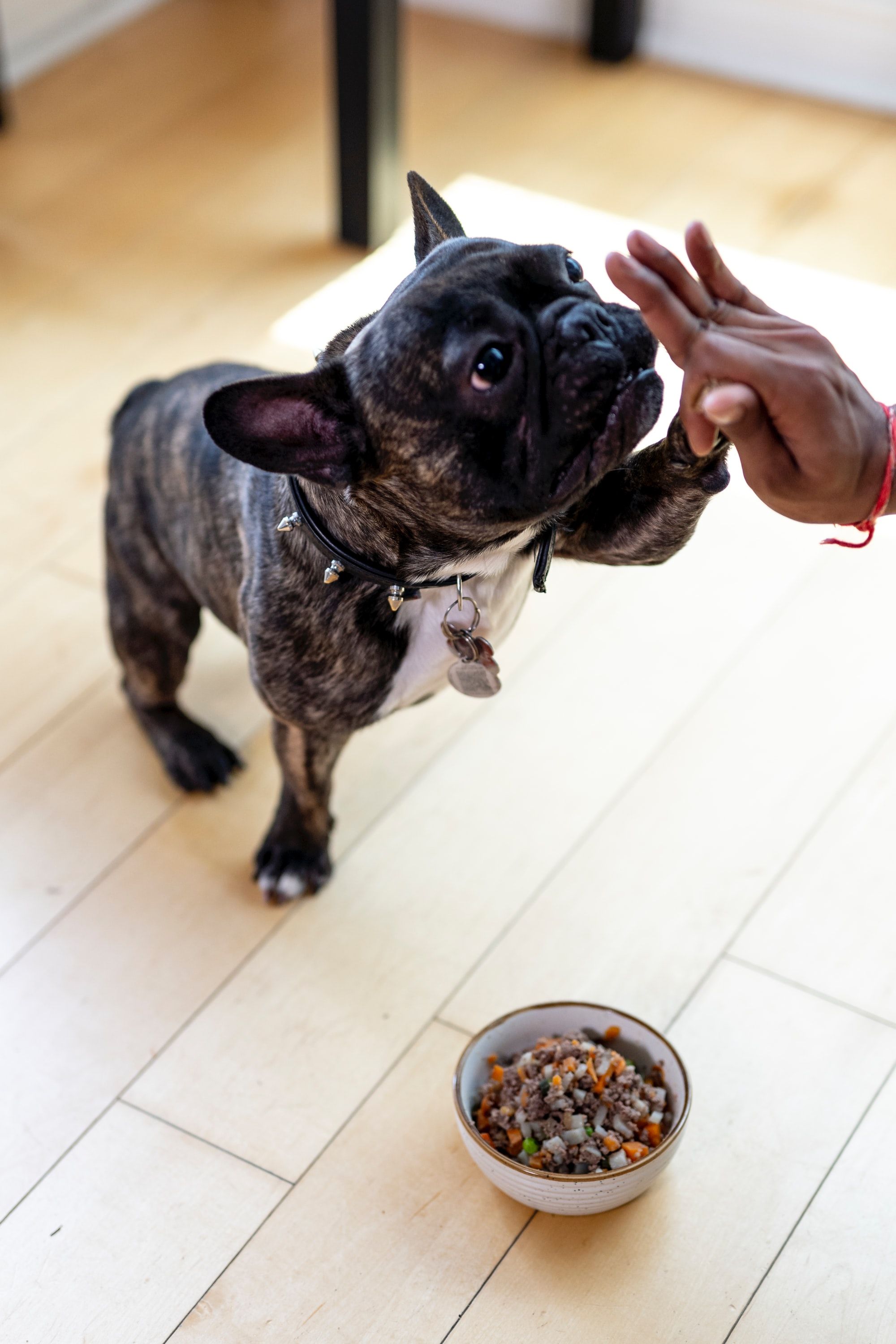 When To Switch A Puppy To Two Meals Per Day | Full Guide