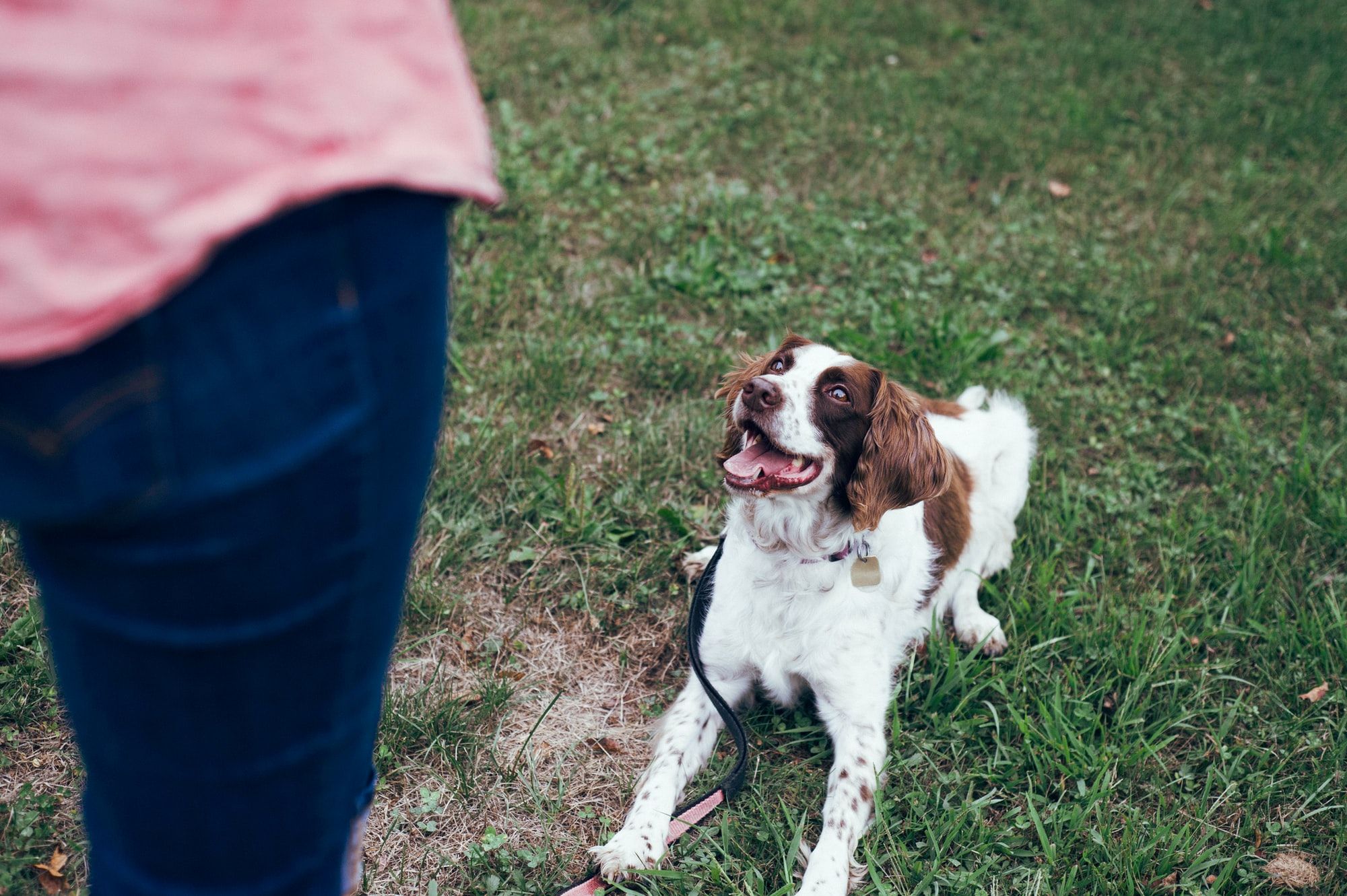 Dog Training: 6 Commands That Every Dog Should Know