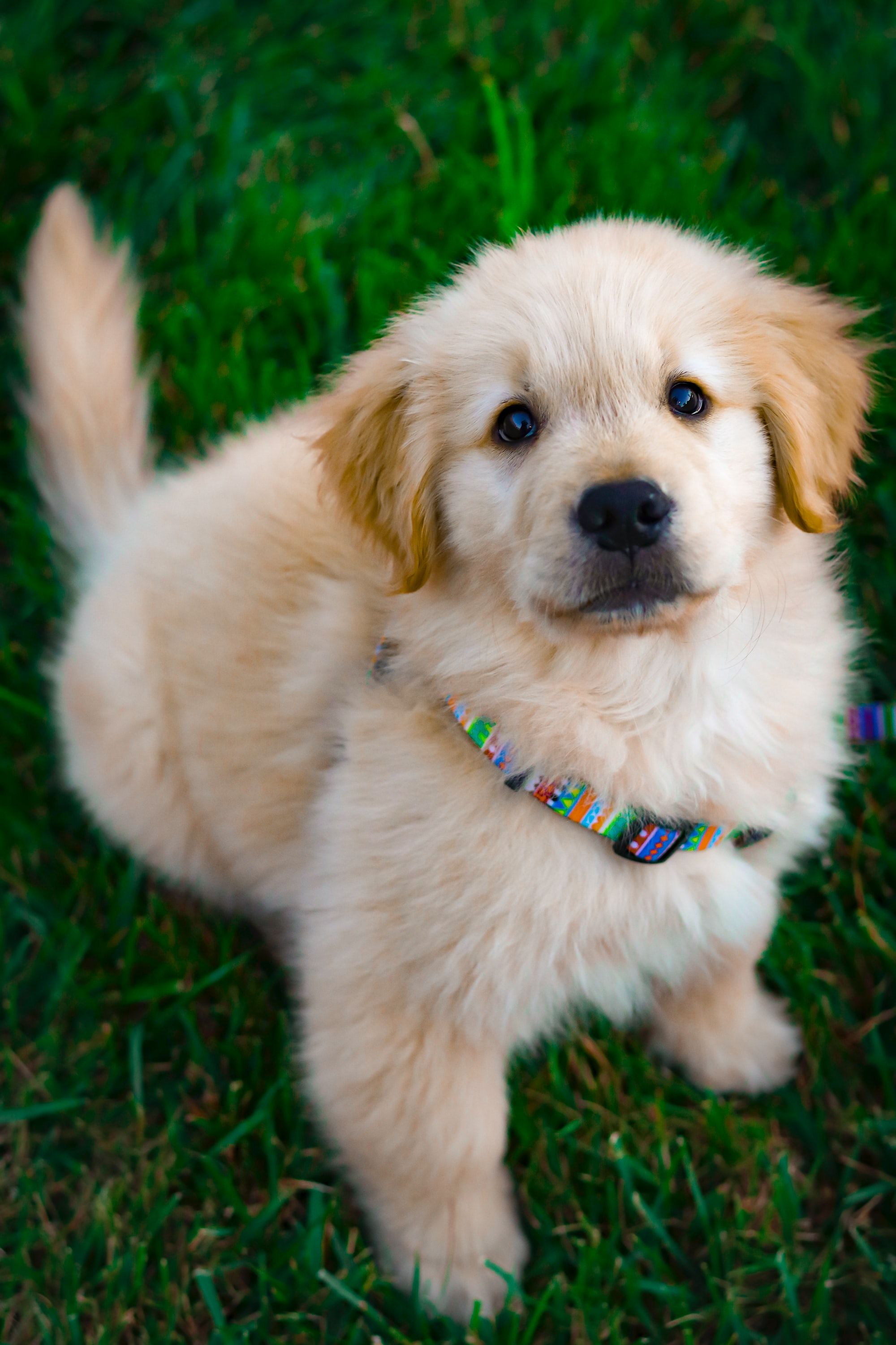 When Can I Take My Puppy Outside