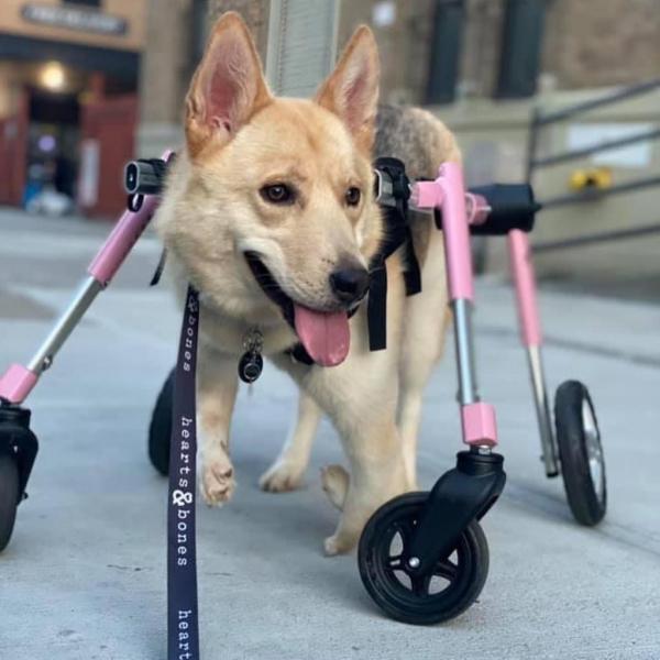 Fi Rescues: Thumbelina