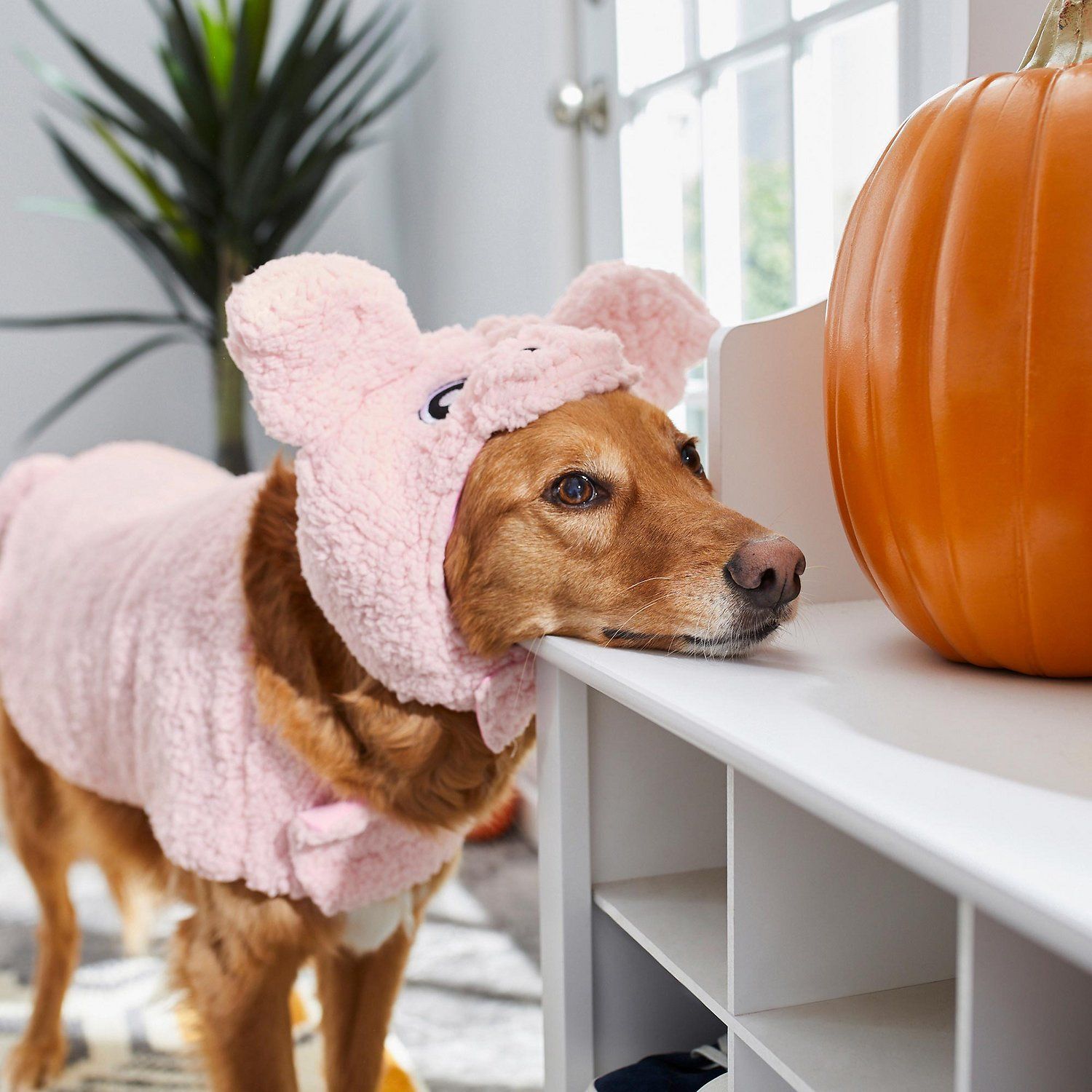 Our Favorite Dog Pig Costumes For Your Pup (2024)