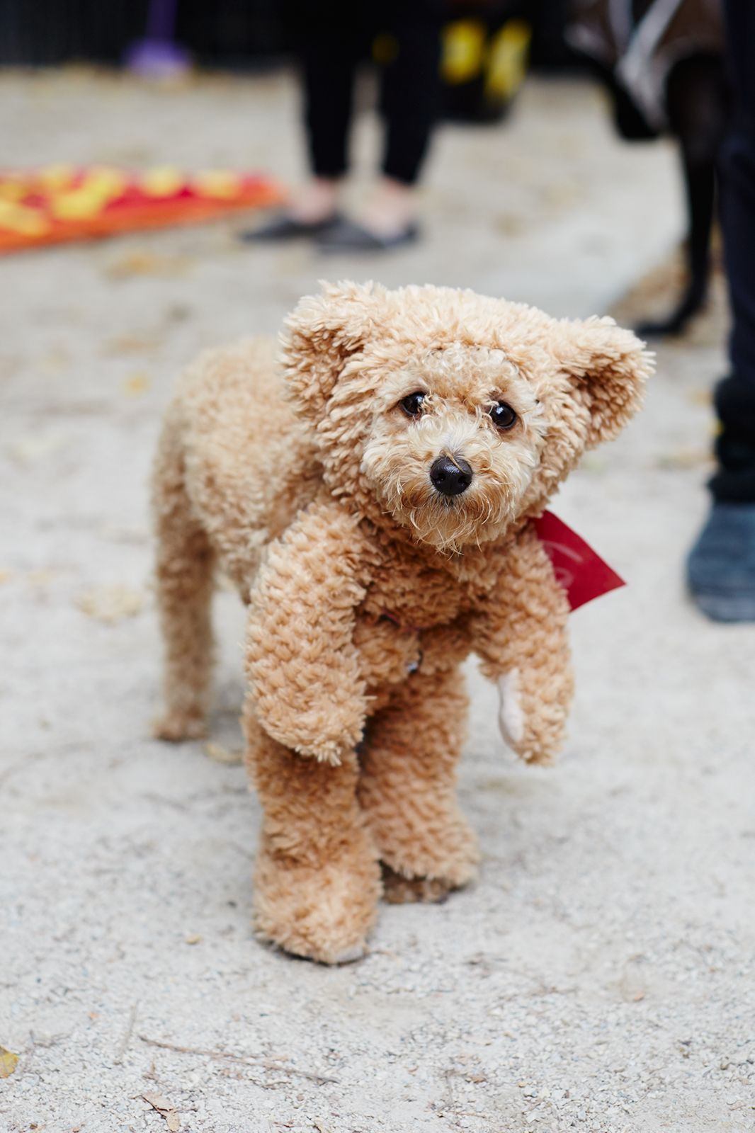 Bear Dog Costumes: A Fun and Adorable Outfit for Your Pet