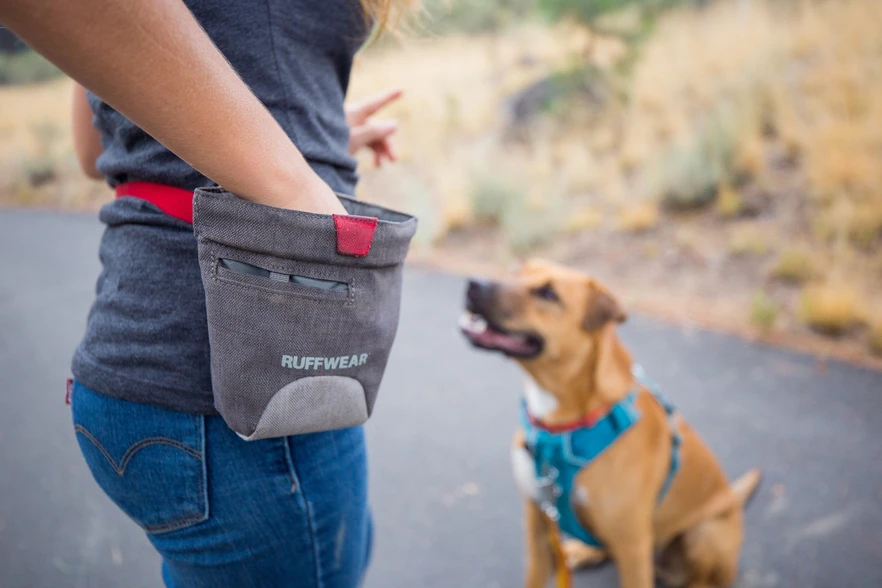 3 Training Tools All Dog Owners Need