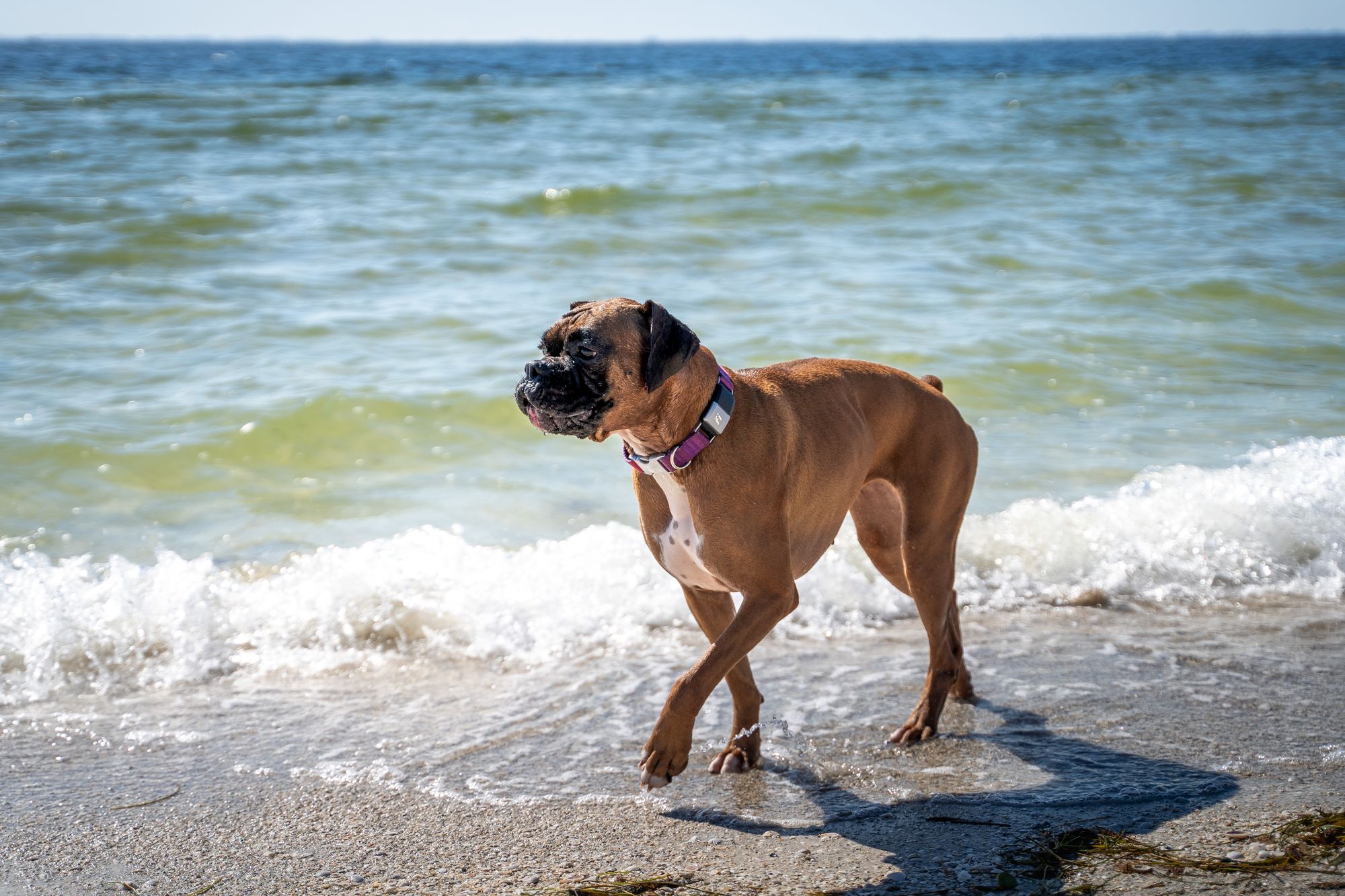 Leptospirosis: A New Threat Of An Old Disease