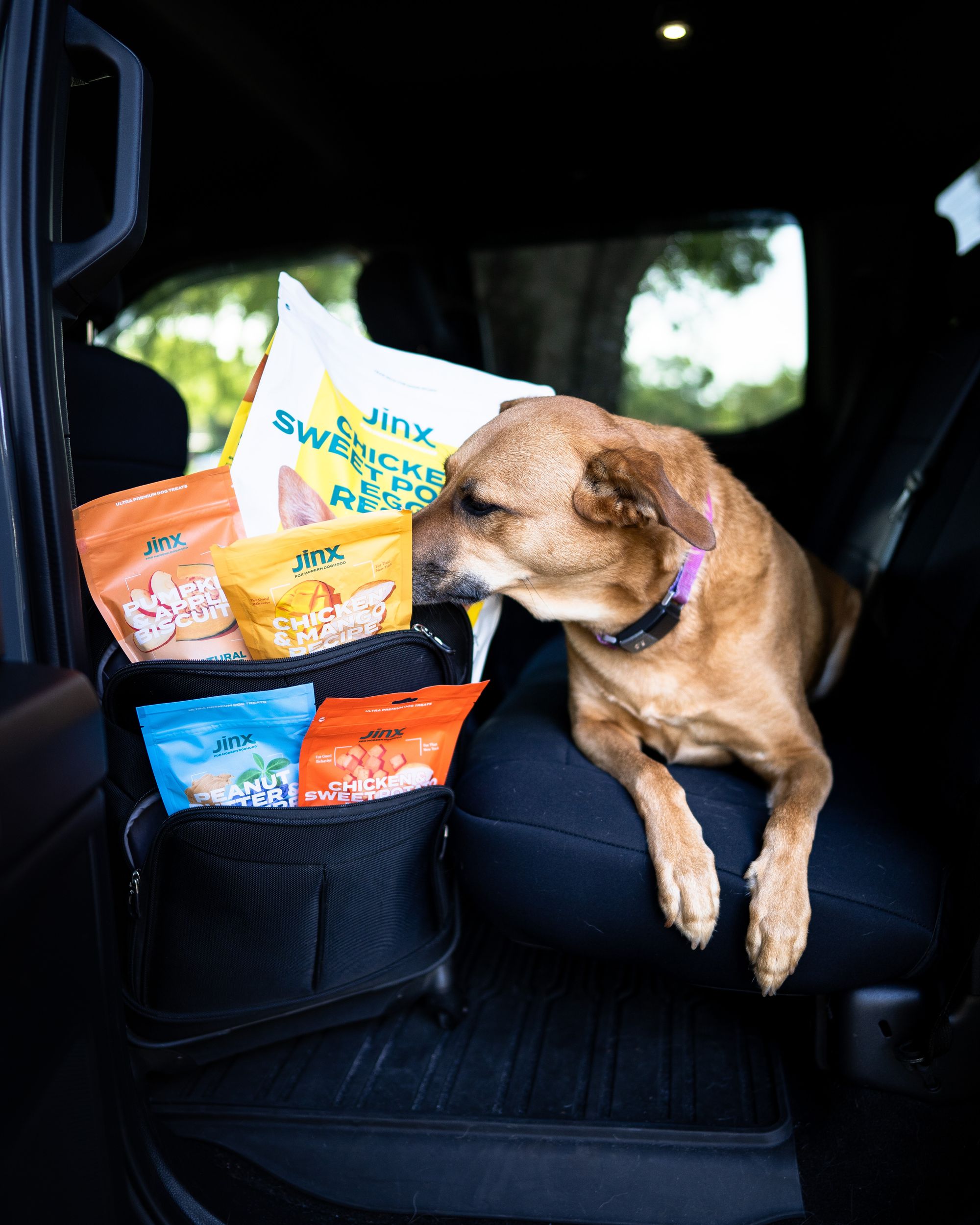 3 Fall Superfoods to Share with your Dog