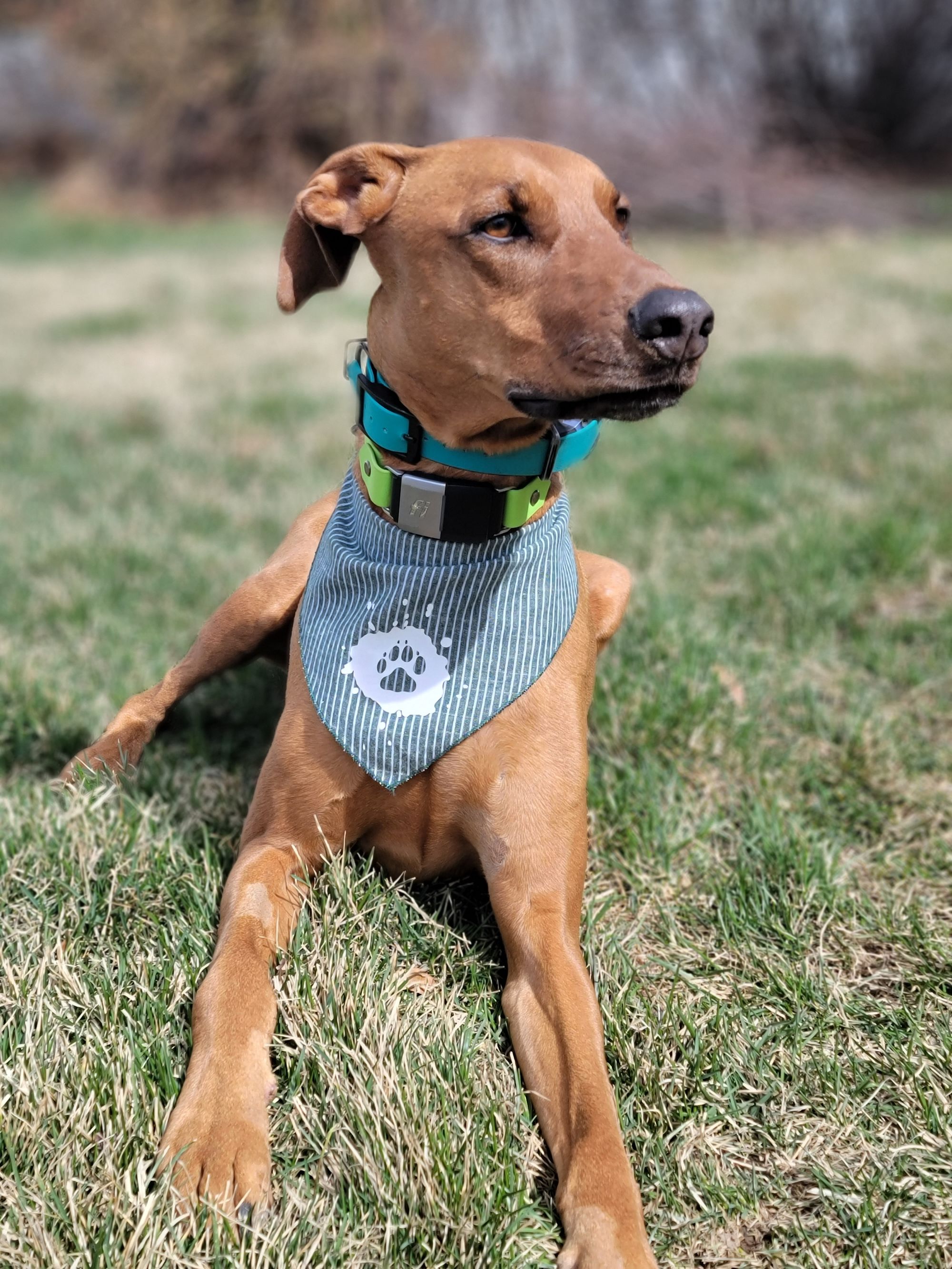 New Maker Alert: Pimped Out Pup