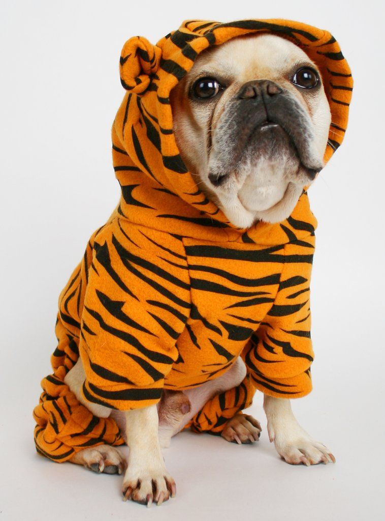 Dog Tiger Costume: The Perfect Outfit for Your Pet's Next Adventure