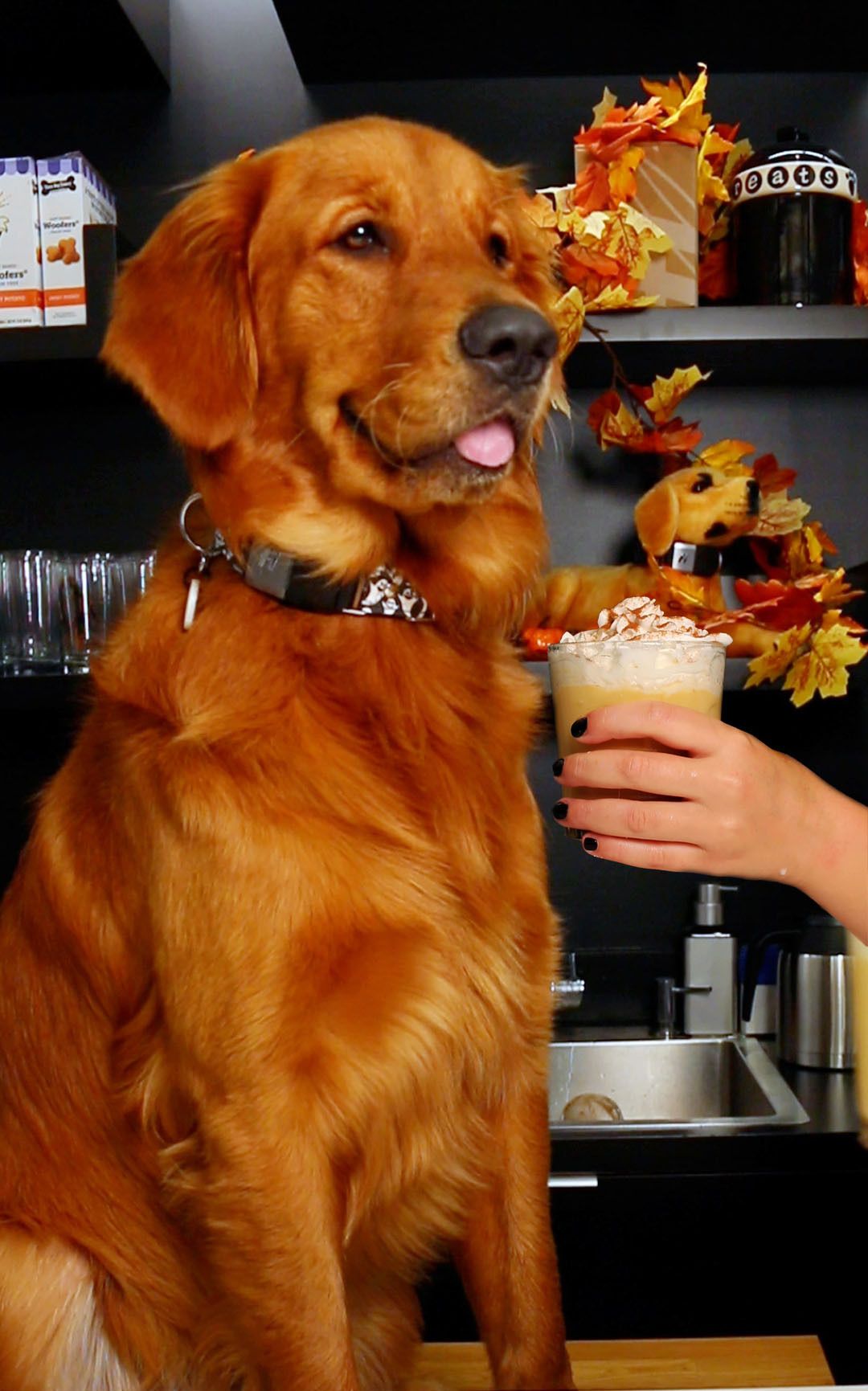 Pup-Friendly Pumpkin Spice Latte Recipe