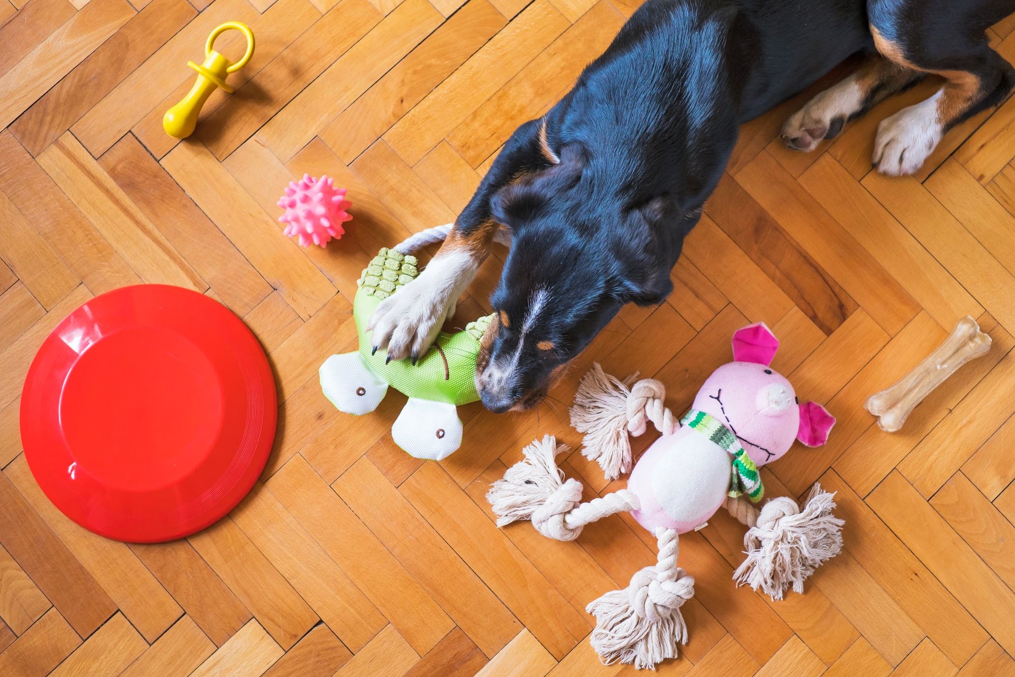 Why Do Dogs Love Squeaky Toys?