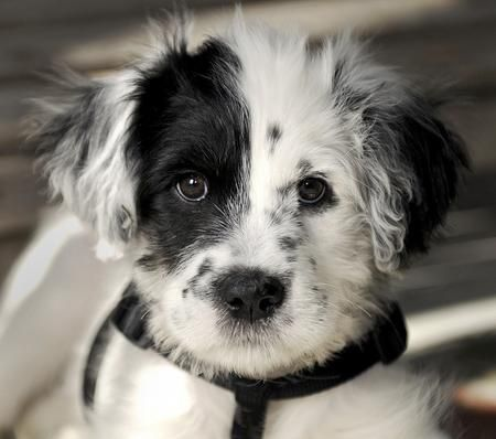 border collie dalmatian mix