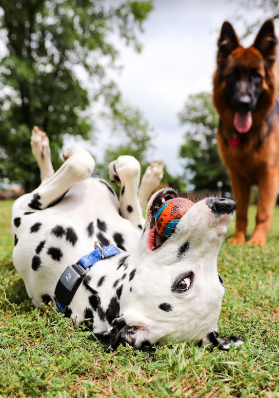 How To Wash Your Dog's Toys - Yes, that crusted slobber can come off!