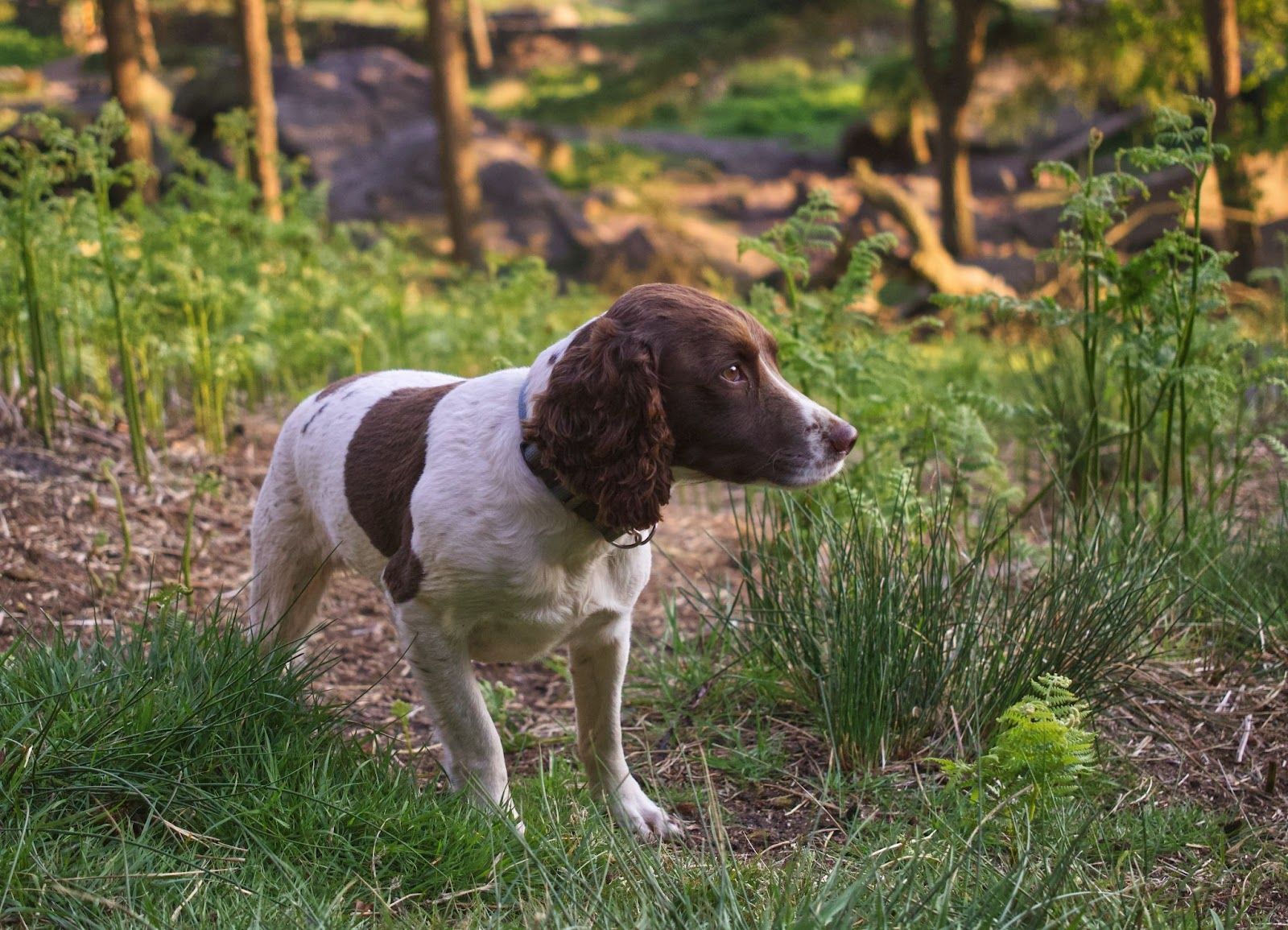 brittany spaniel vs springer spaniel
