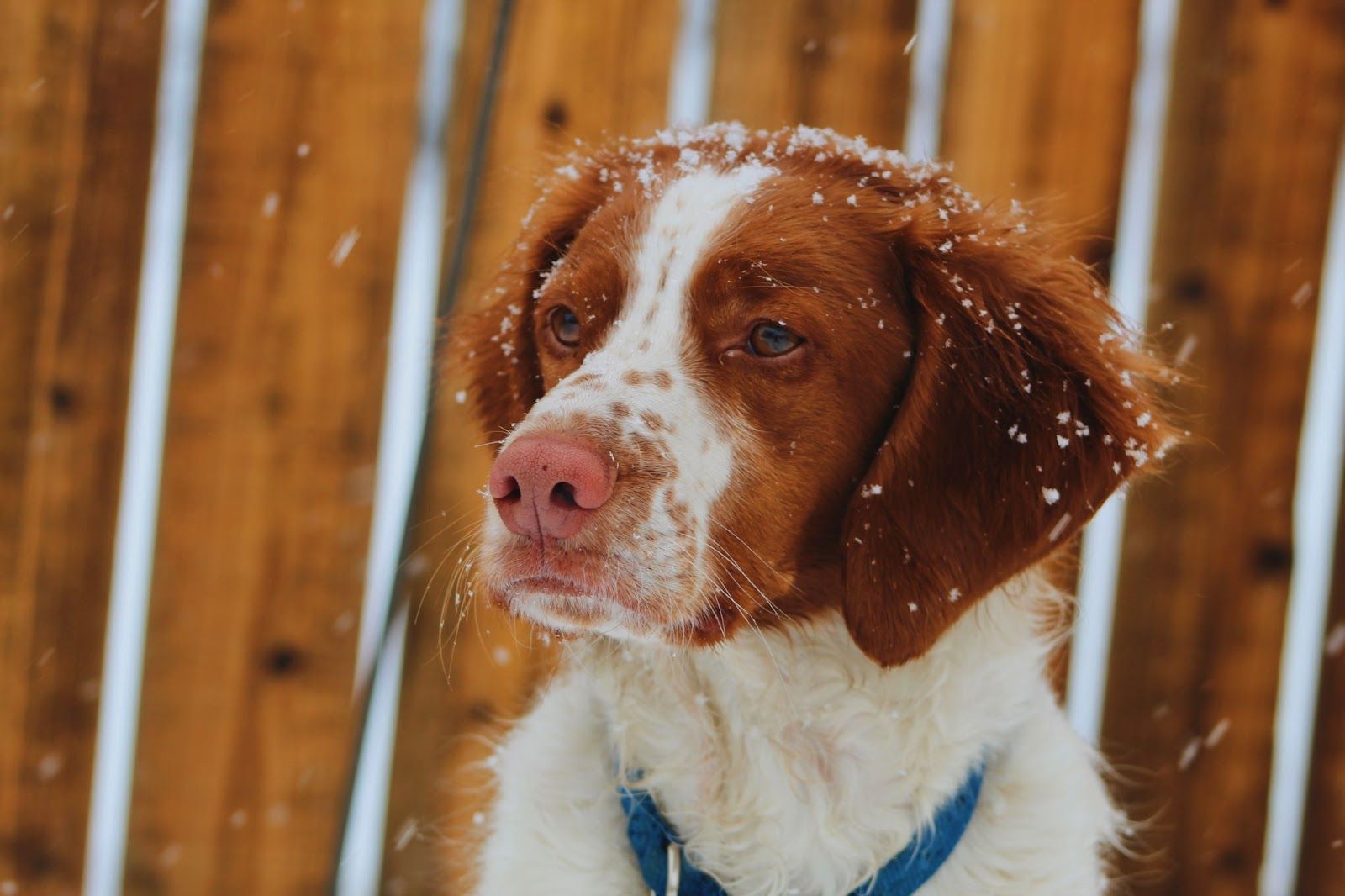 brittany spaniel mix