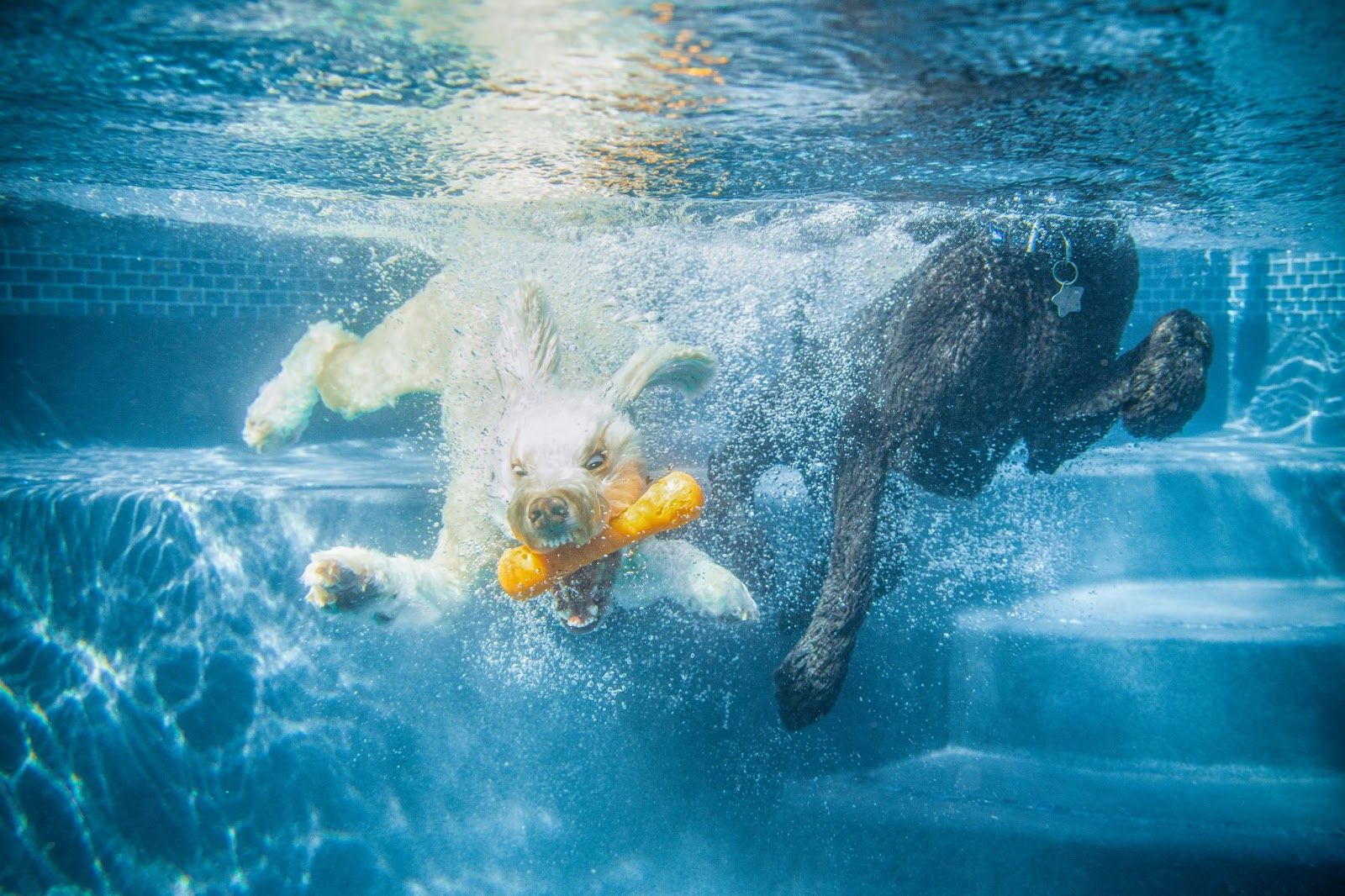 dogs underwater