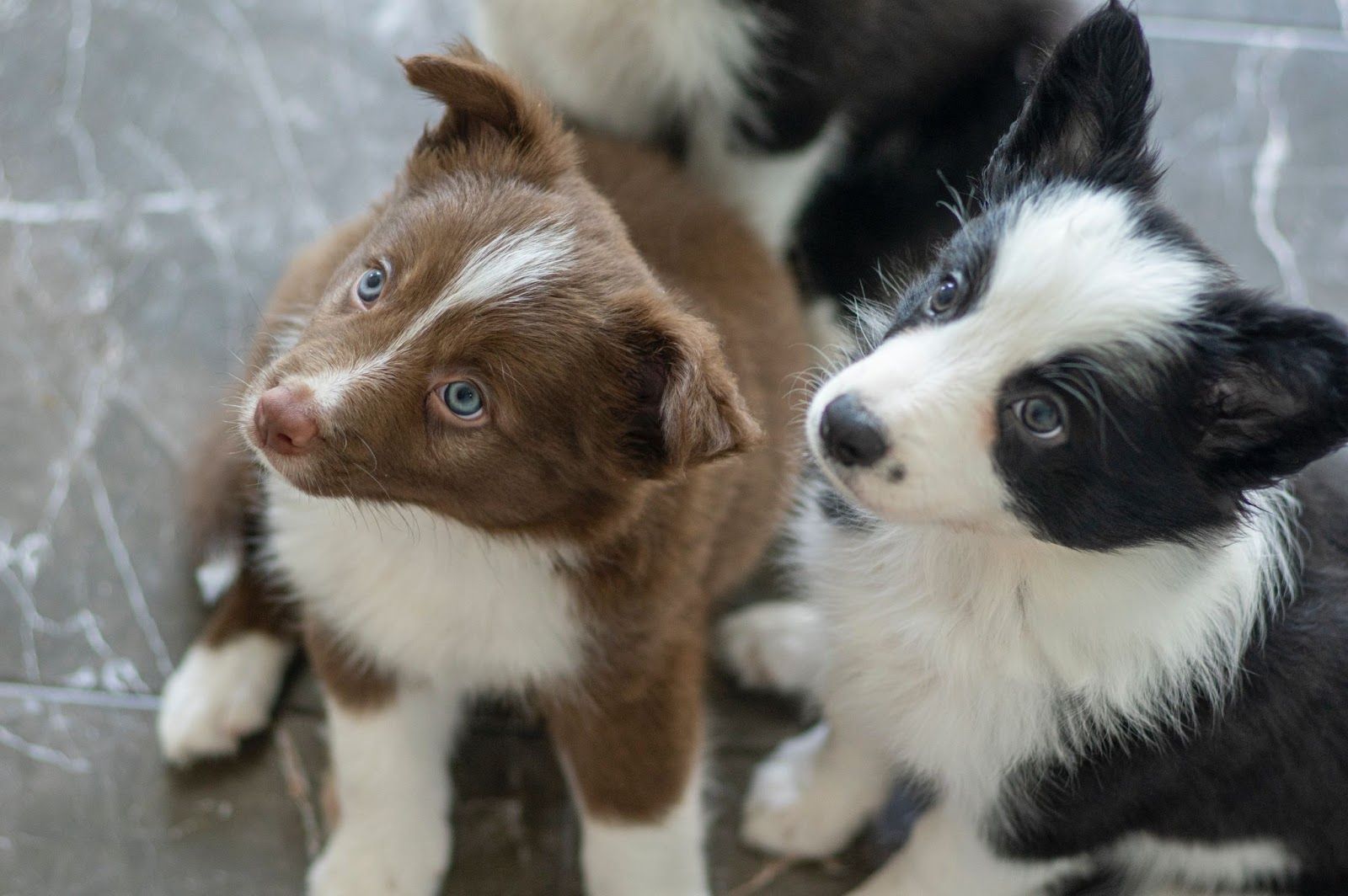 border collie puppies