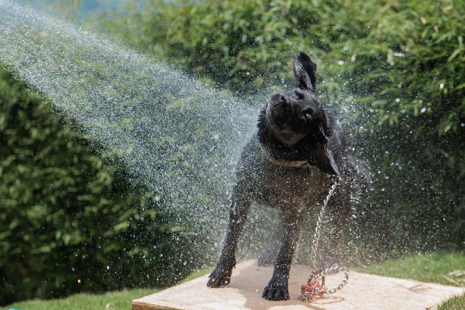 dog shaking water off