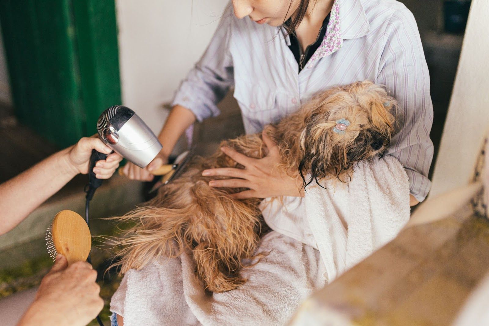 dog being groomed