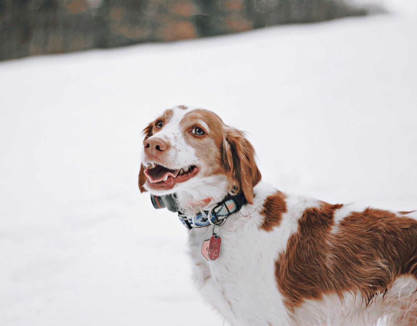 brittany spaniel