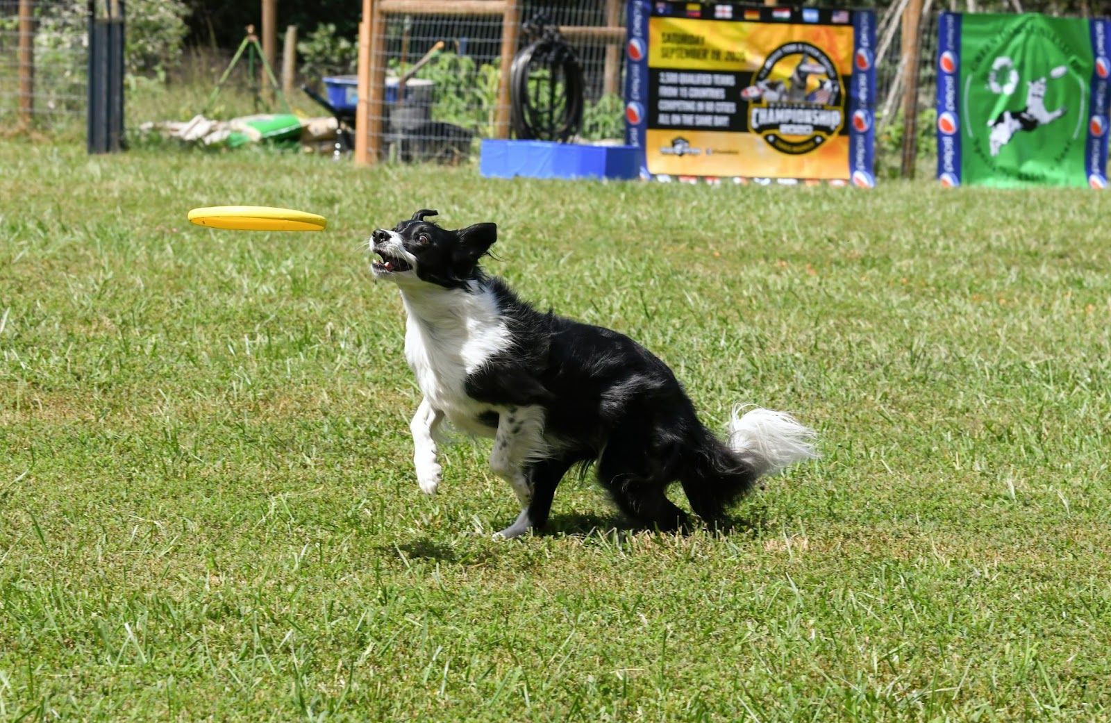 border collie barking