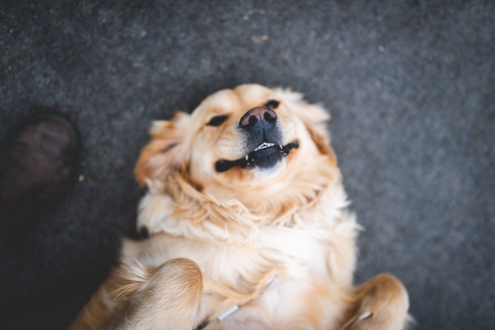 dog belly rub, are dogs ticklish