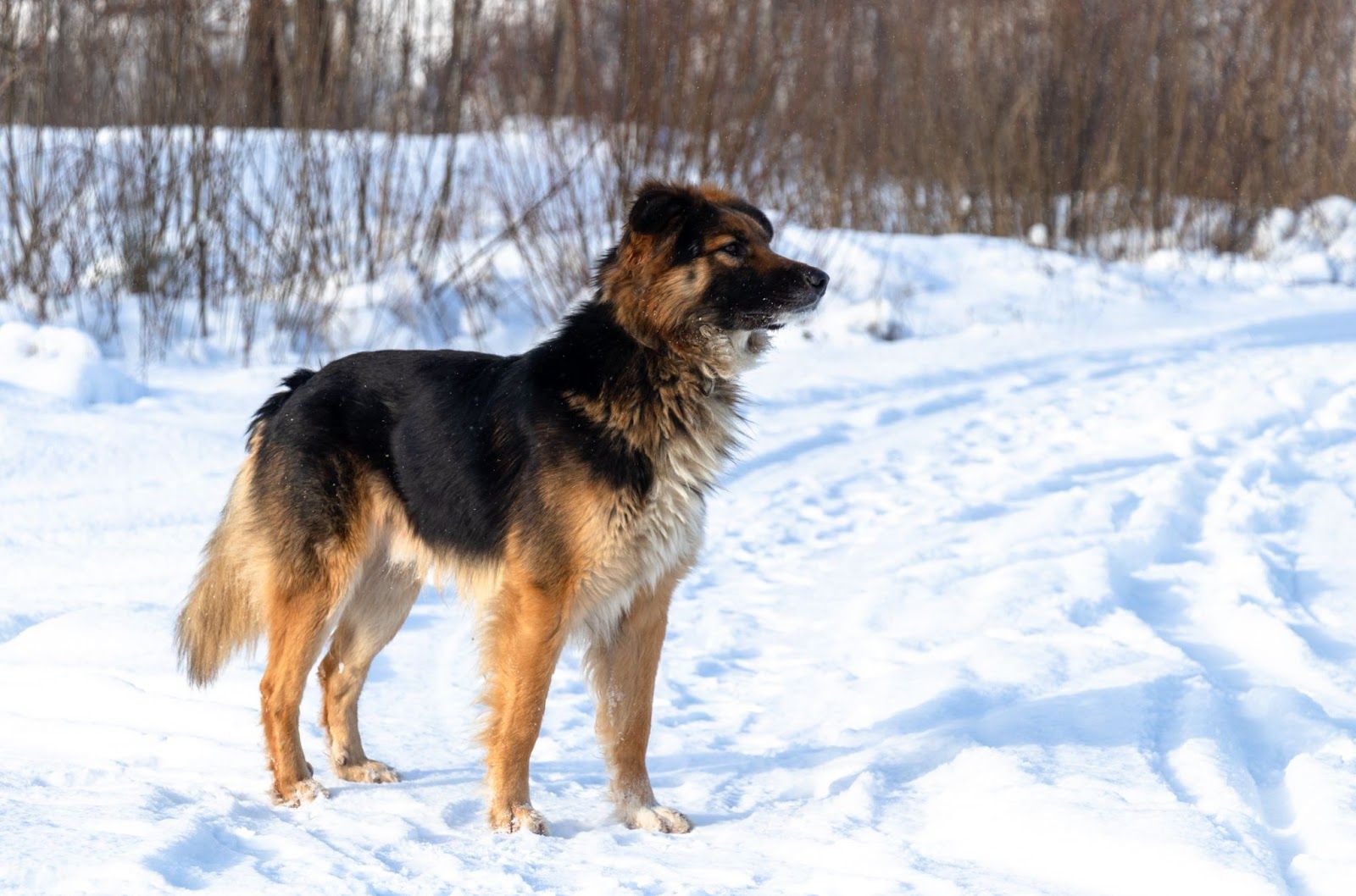 German Shepherd-Irish Setter Mix