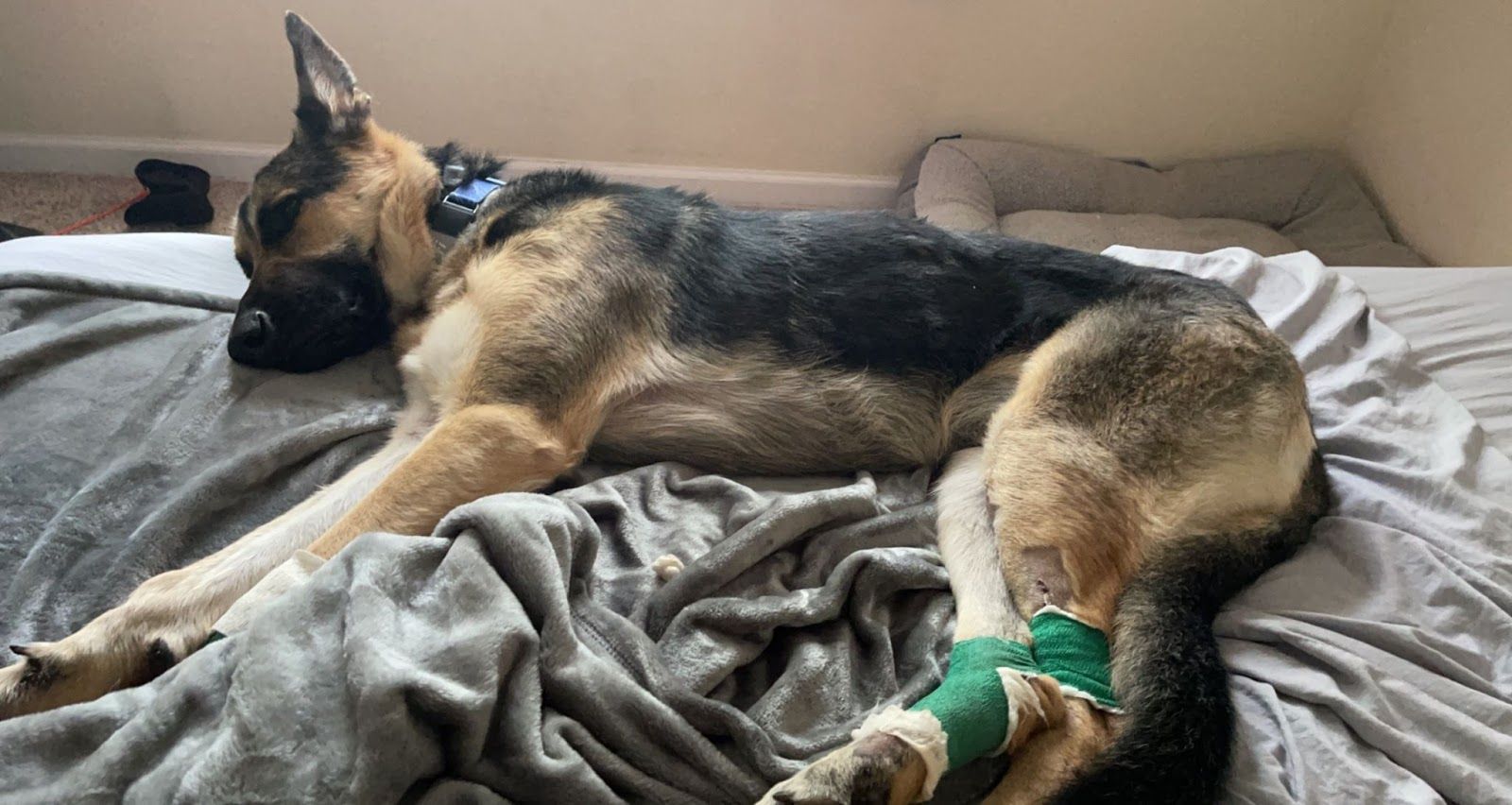 Injured runaway dog found using drone, Fi GPS tracking collar in Clarksville